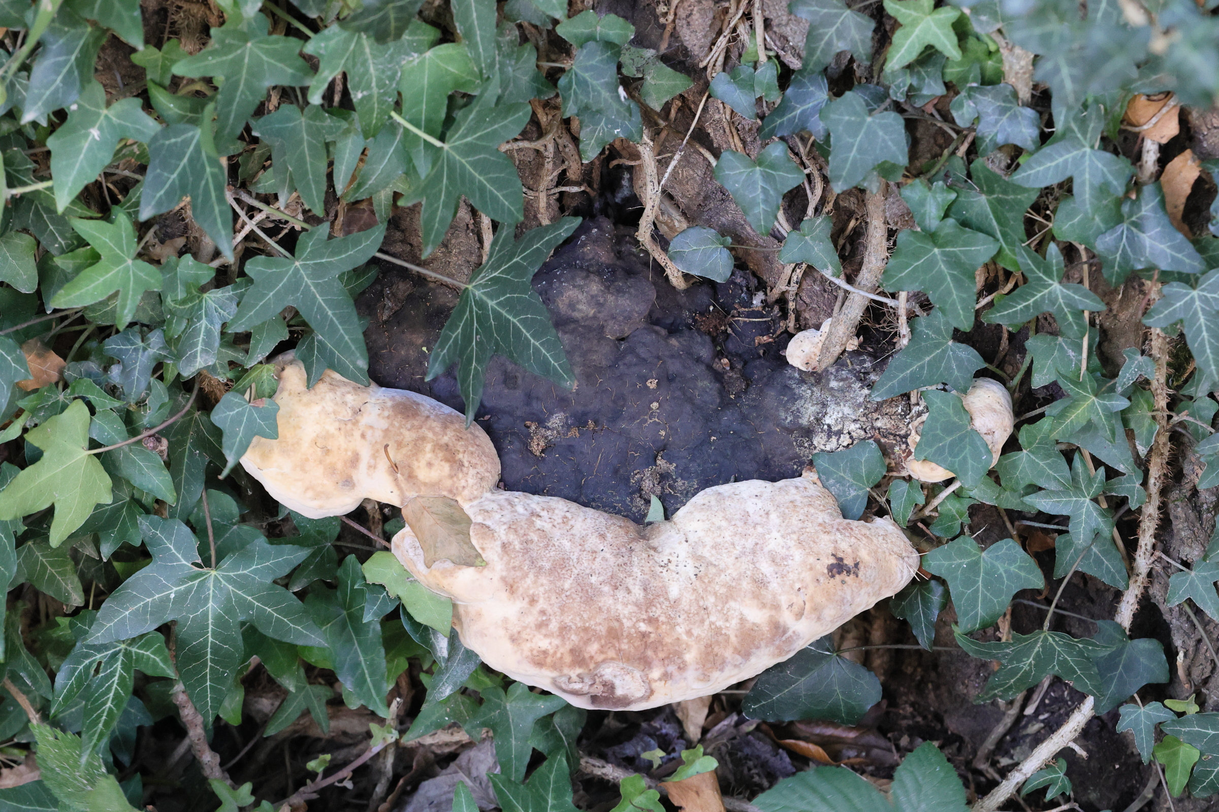 perenniporia_fraxinea1md