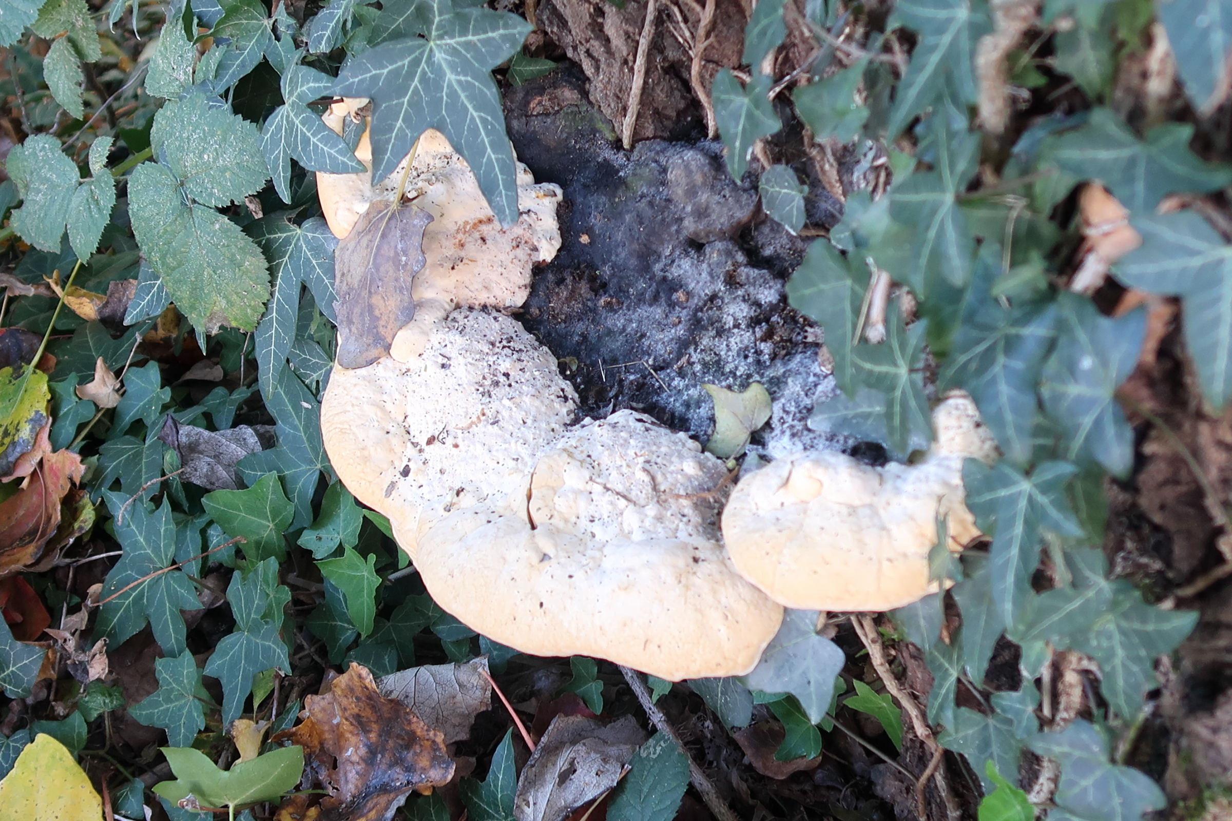 perenniporia_fraxinea2md