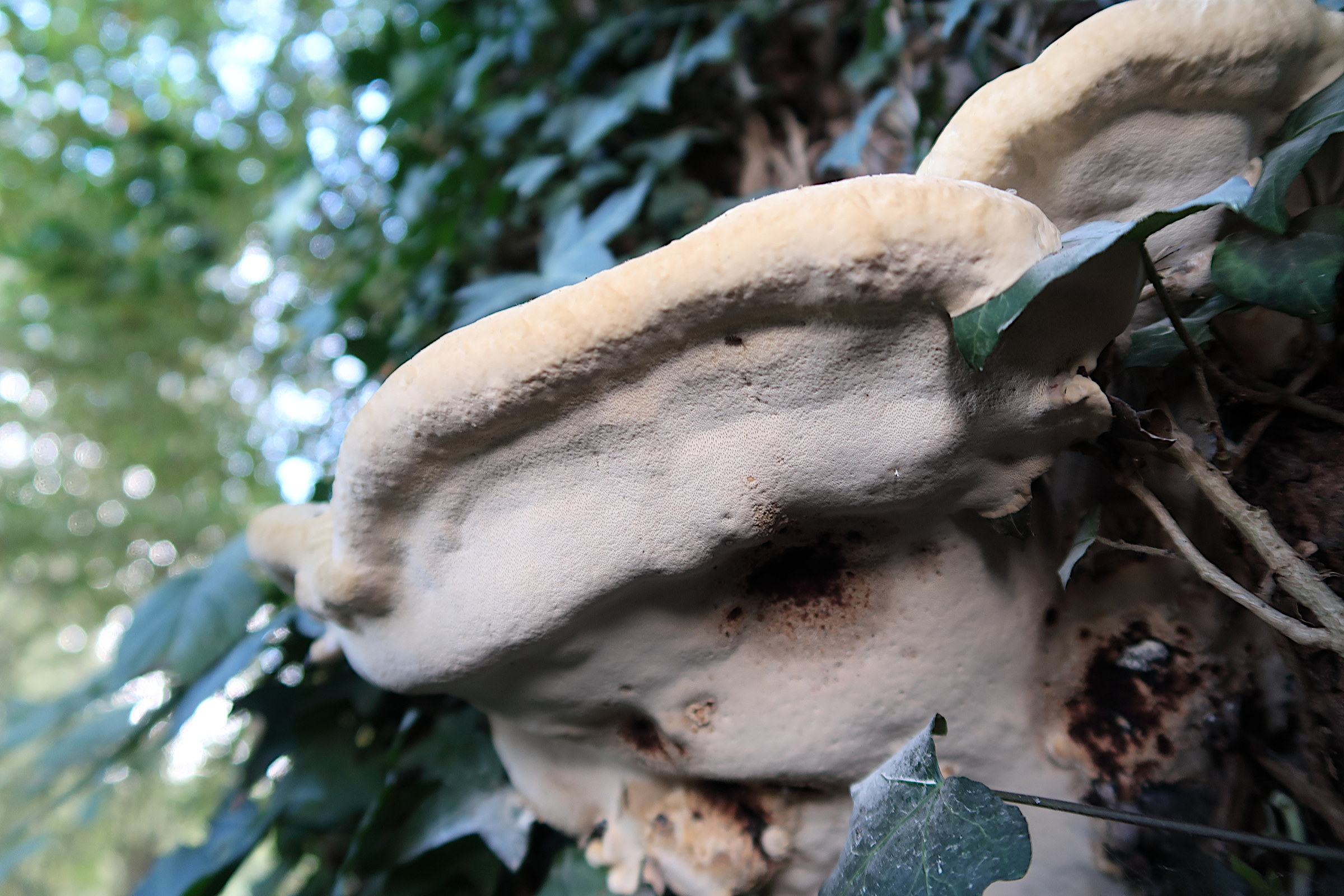 perenniporia_fraxinea3md