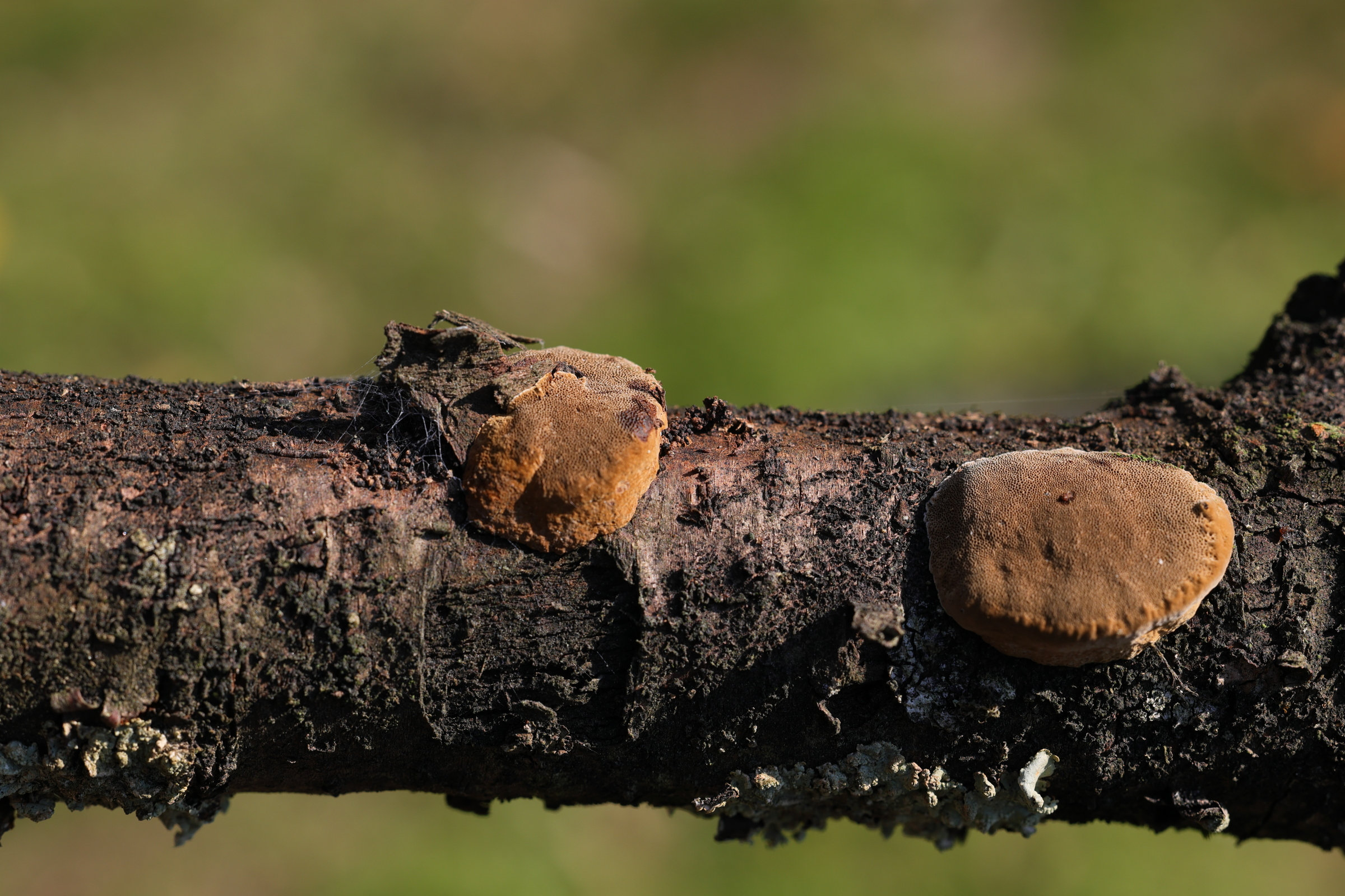 phellinus_tuberculosus1md