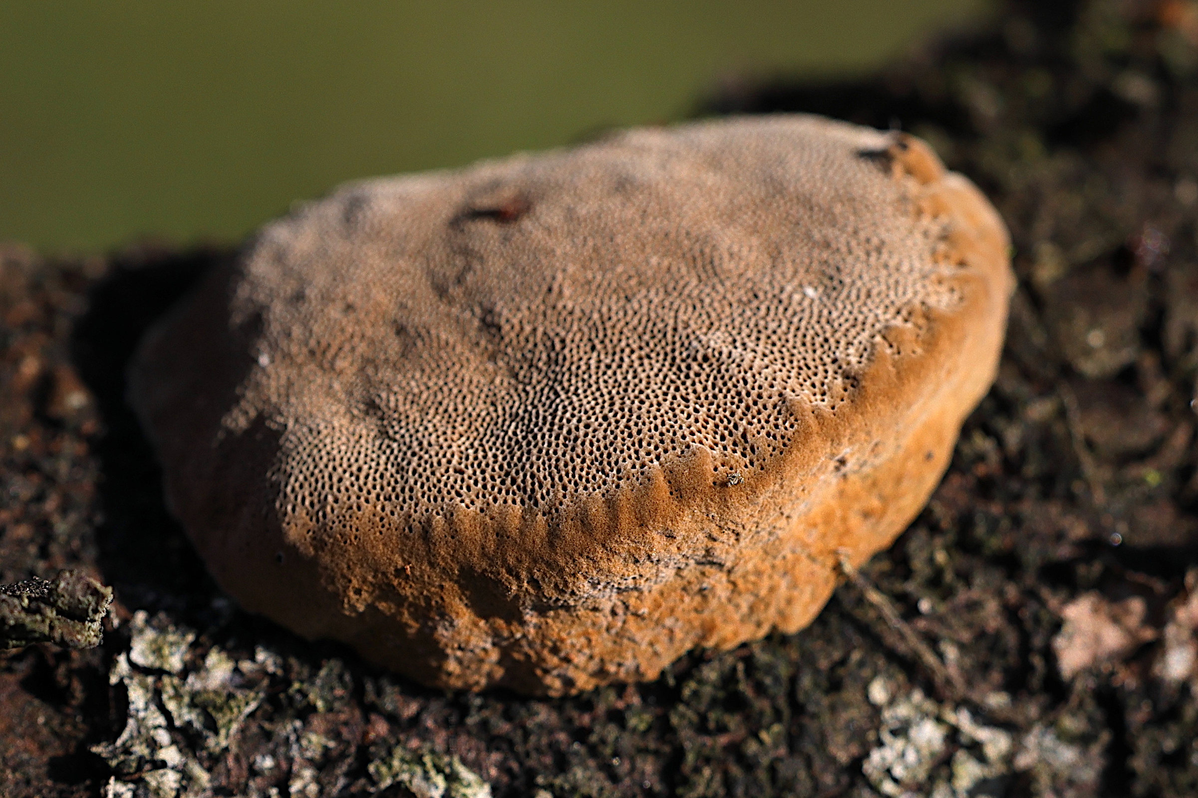 phellinus_tuberculosus2md