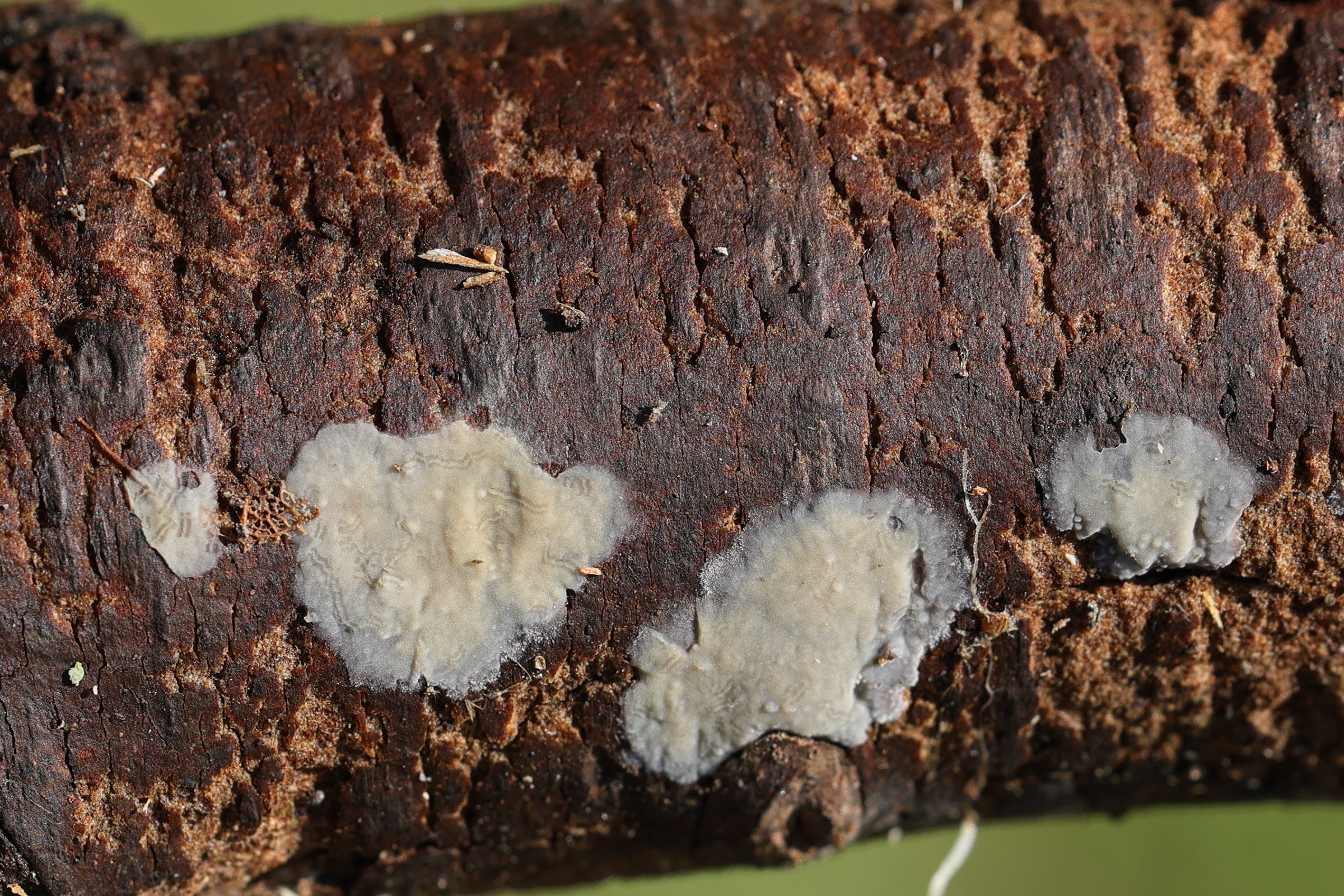 phlebiopsis_gigantea1md