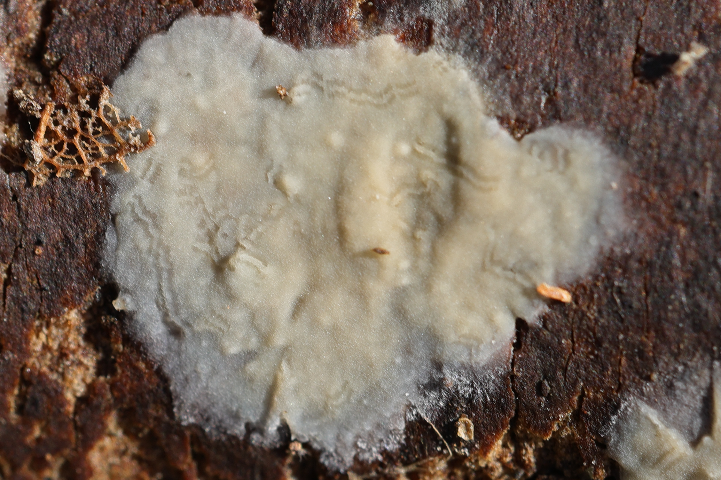 phlebiopsis_gigantea2md