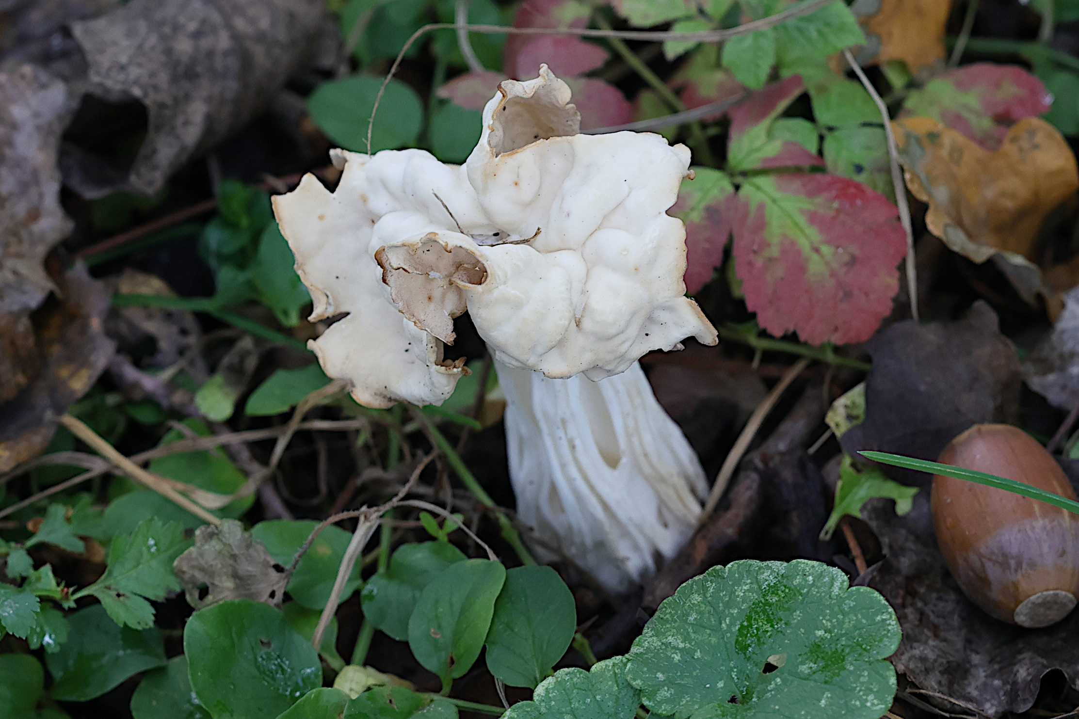 helvella_crispa6md