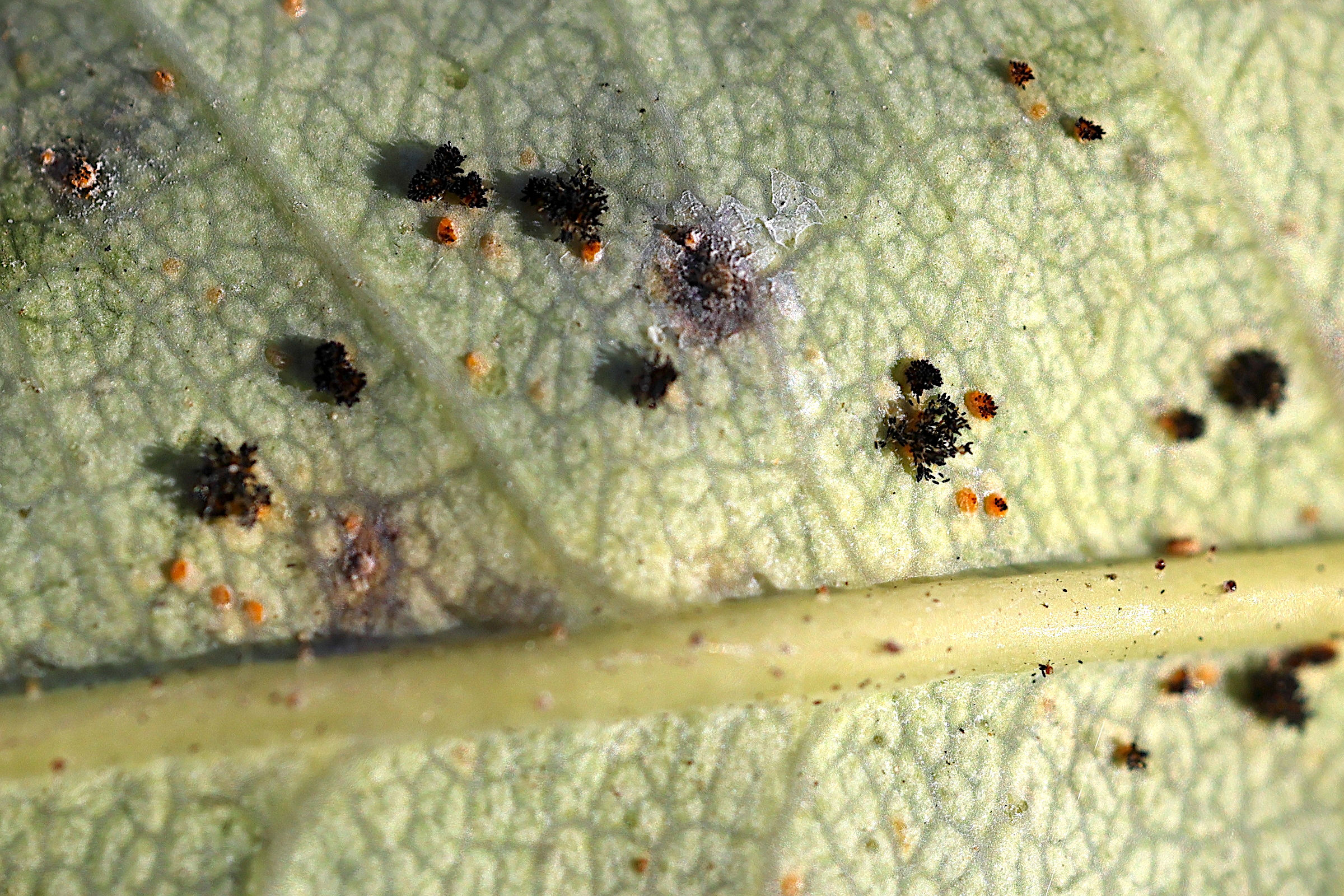 Afficher le média phragmidium_mucronatum3md phragmidium_mucronatum3md