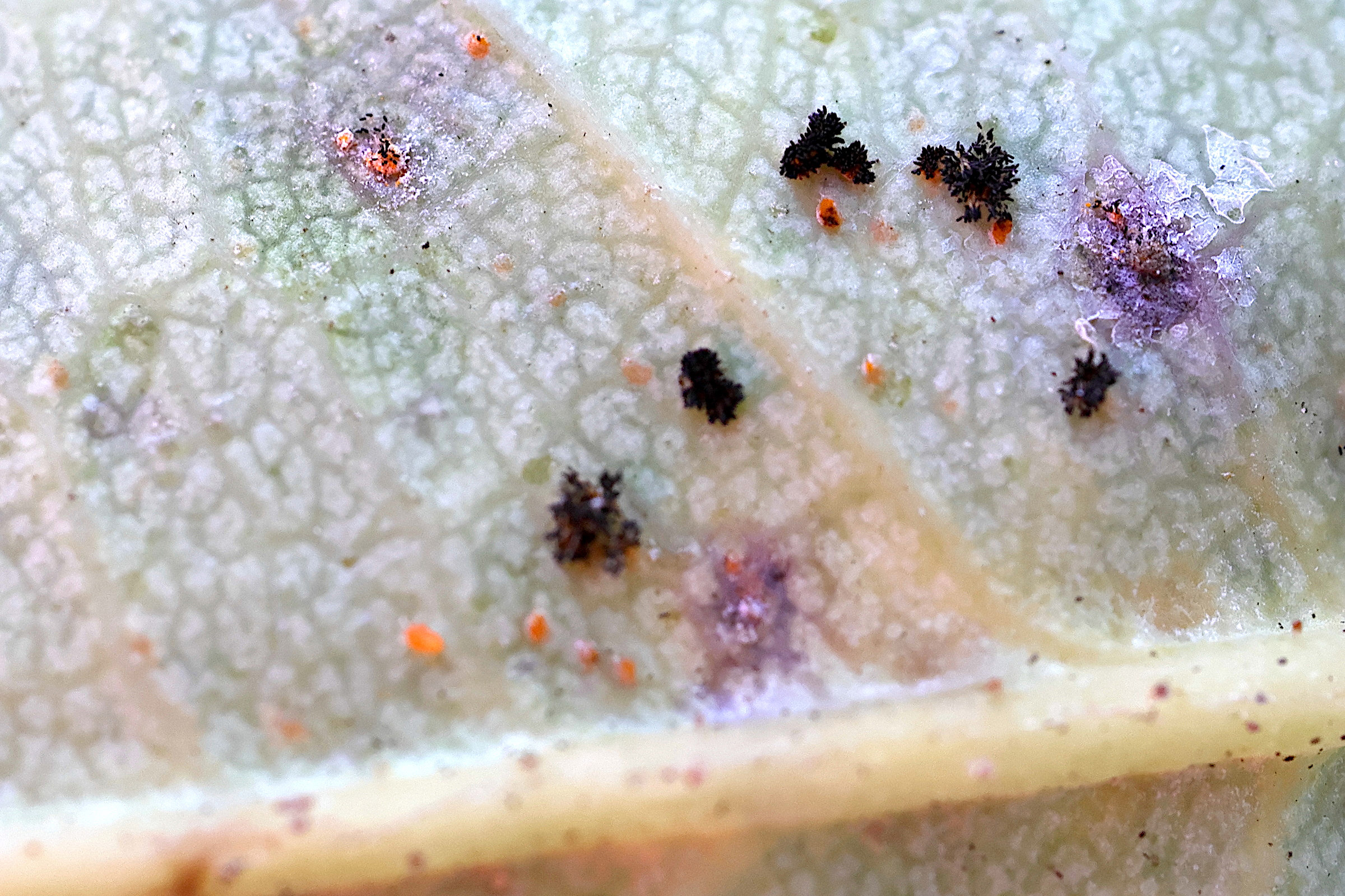 Afficher le média phragmidium_mucronatum4md phragmidium_mucronatum4md