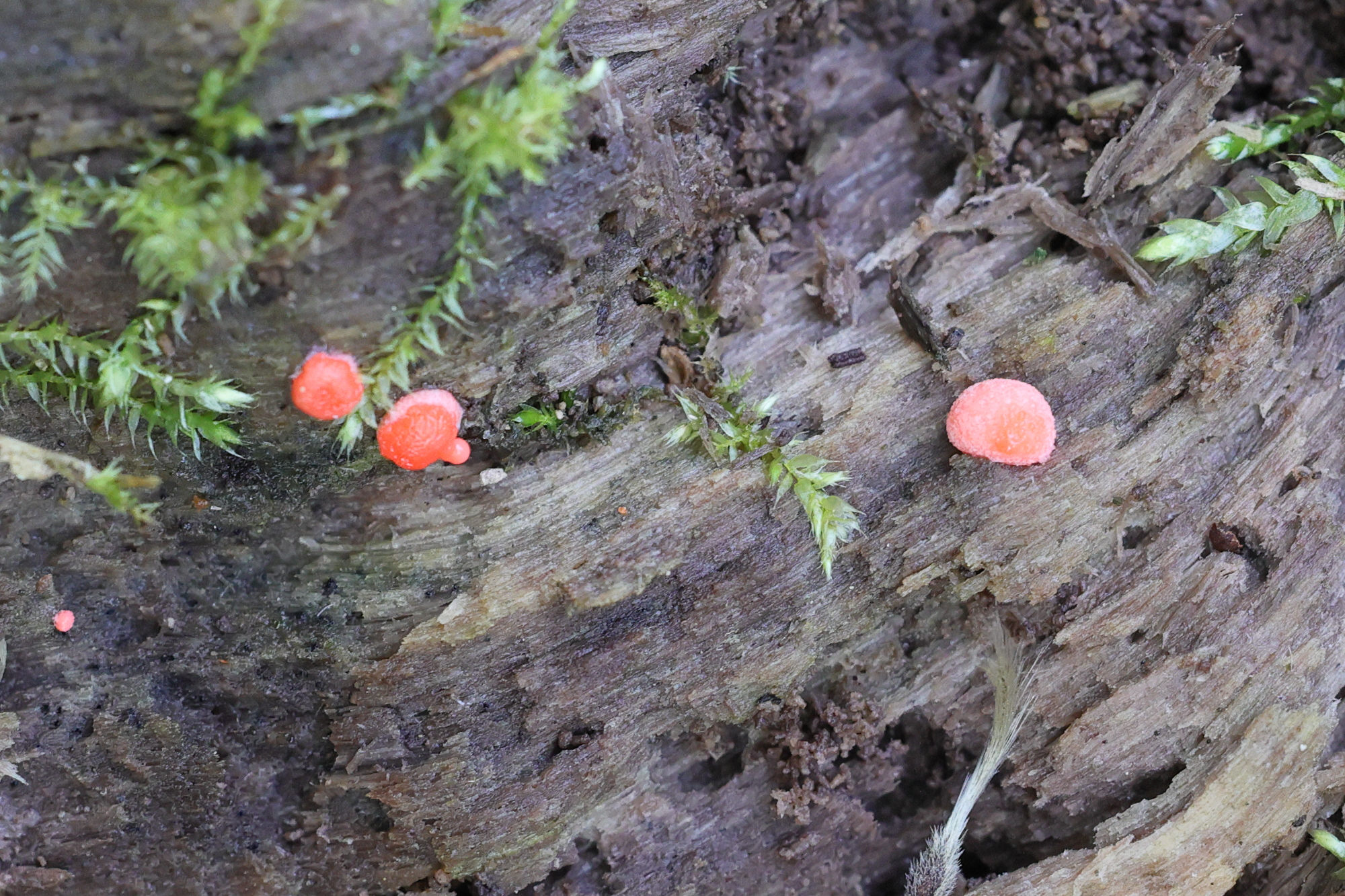 tubifera_arachnoidea1md