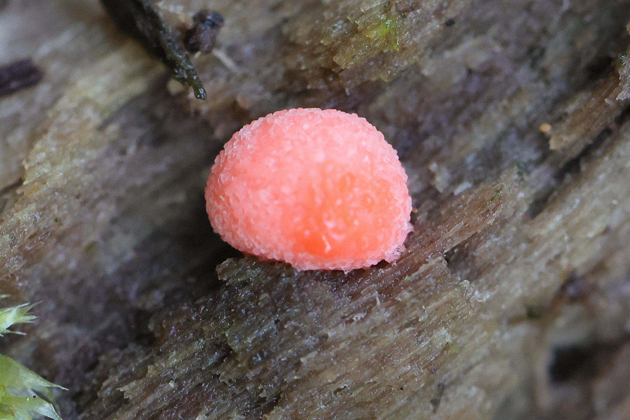 tubifera_arachnoidea2md