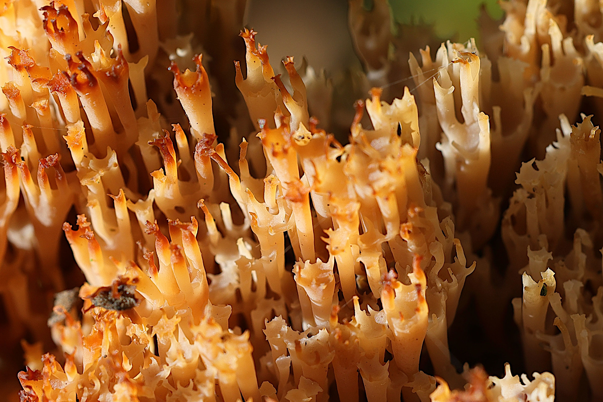 Afficher le média artomyces_pyxidatus3md artomyces_pyxidatus3md