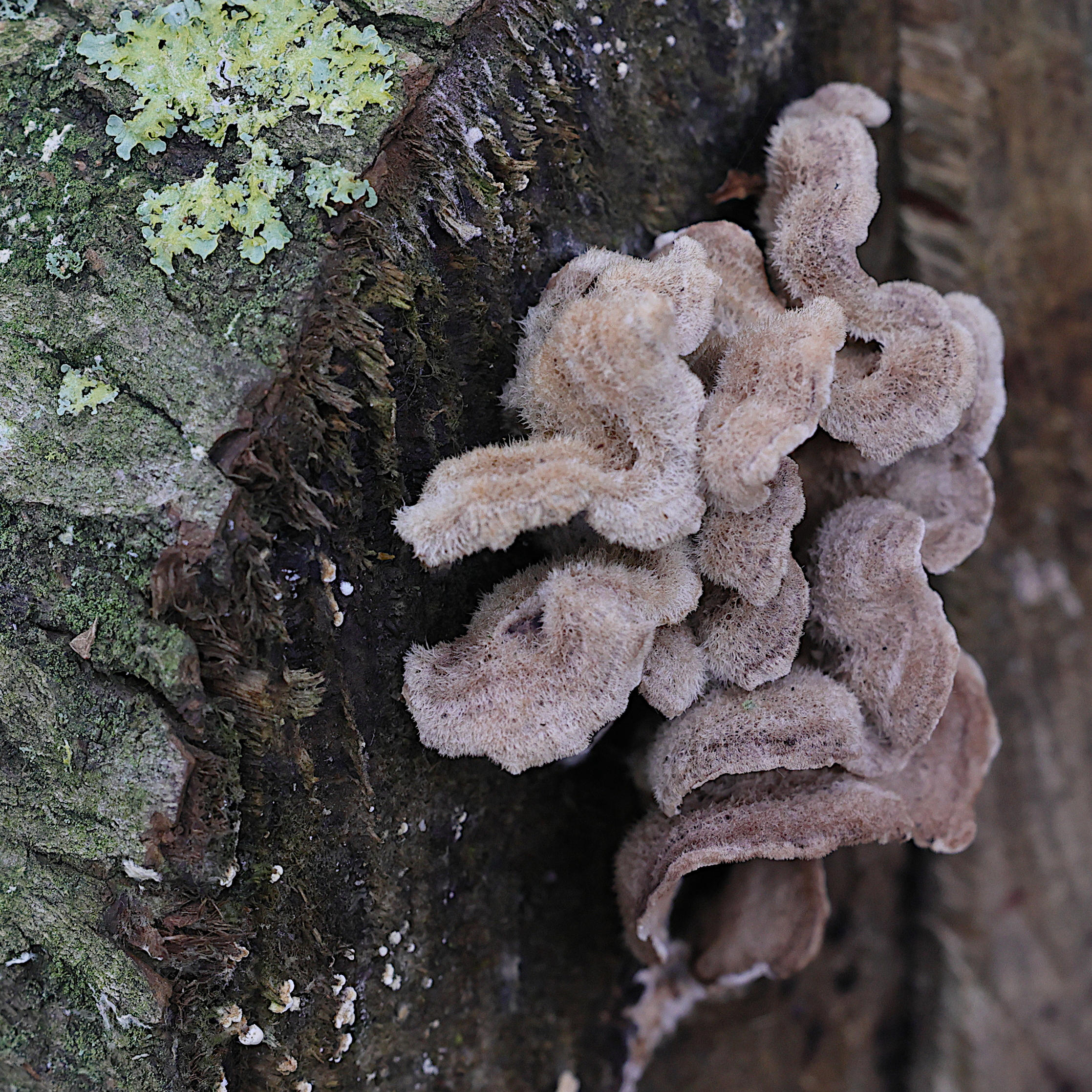 Afficher le média chondrostereum_purpureum4md chondrostereum_purpureum4md