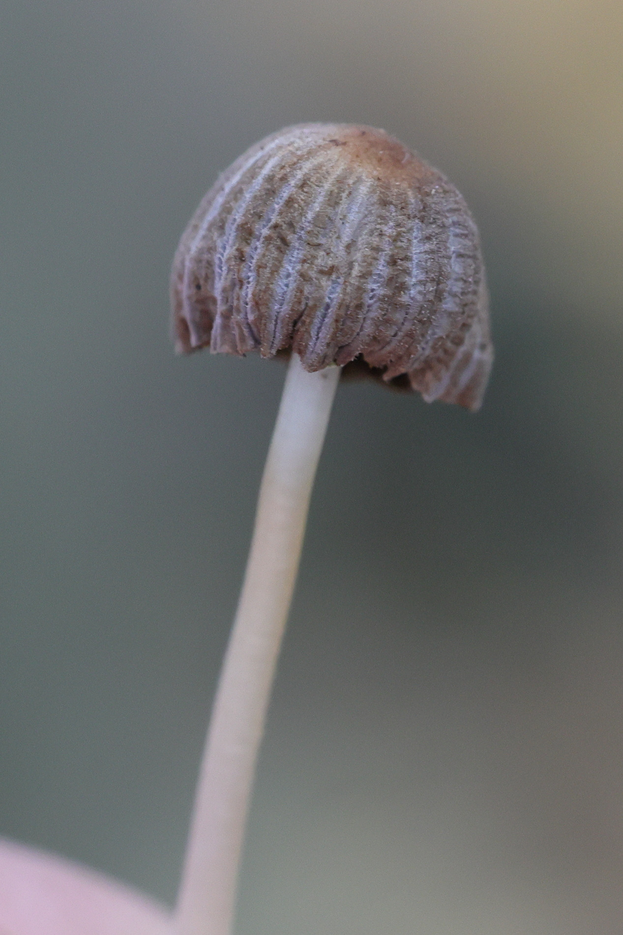 Afficher le média coprinellus_disseminatus6md coprinellus_disseminatus6md