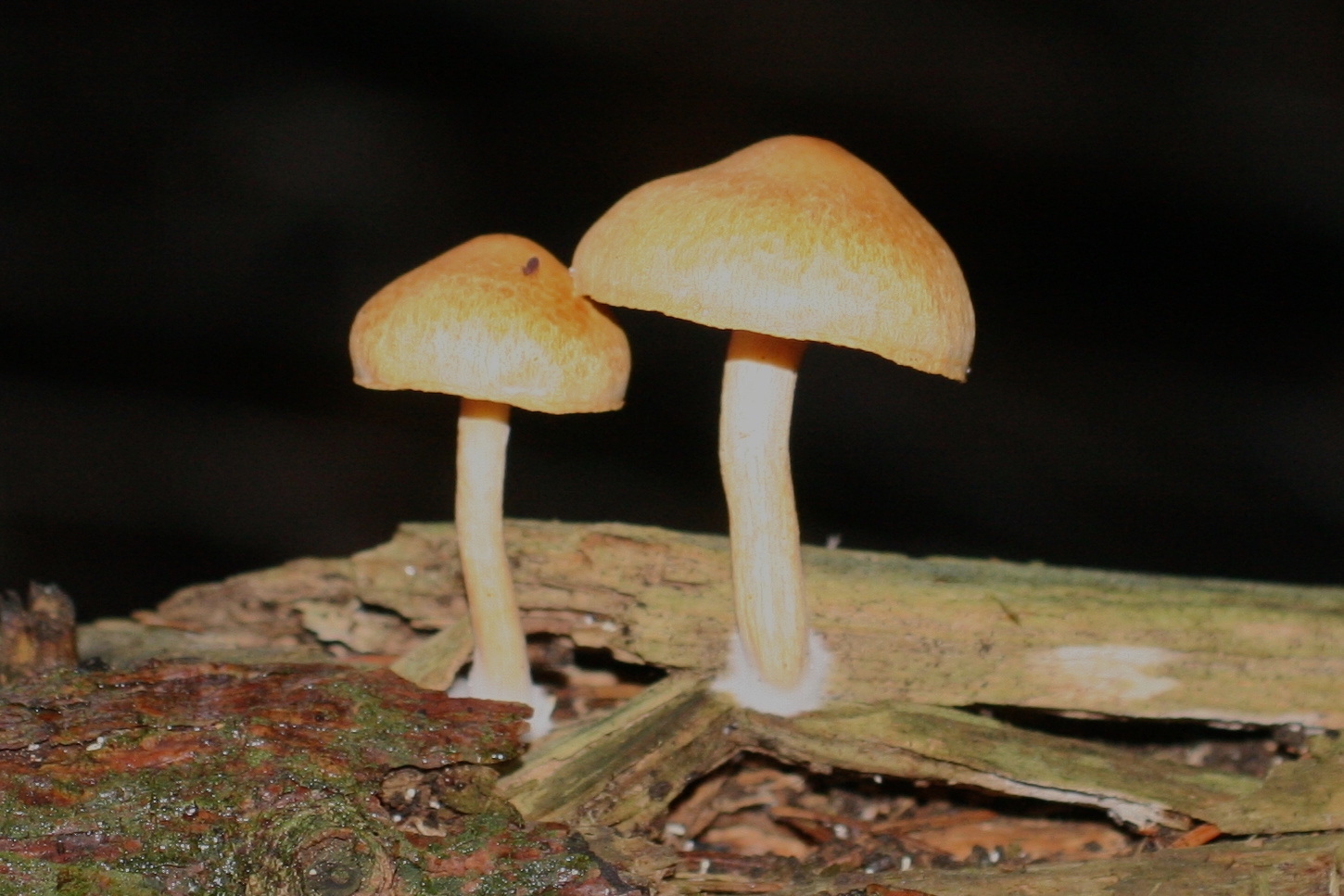 gymnopilus_penetrans1md