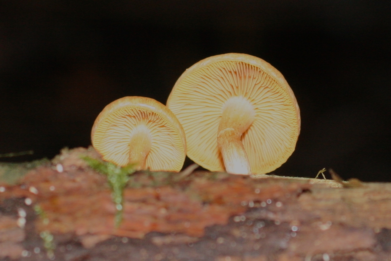 gymnopilus_penetrans2md