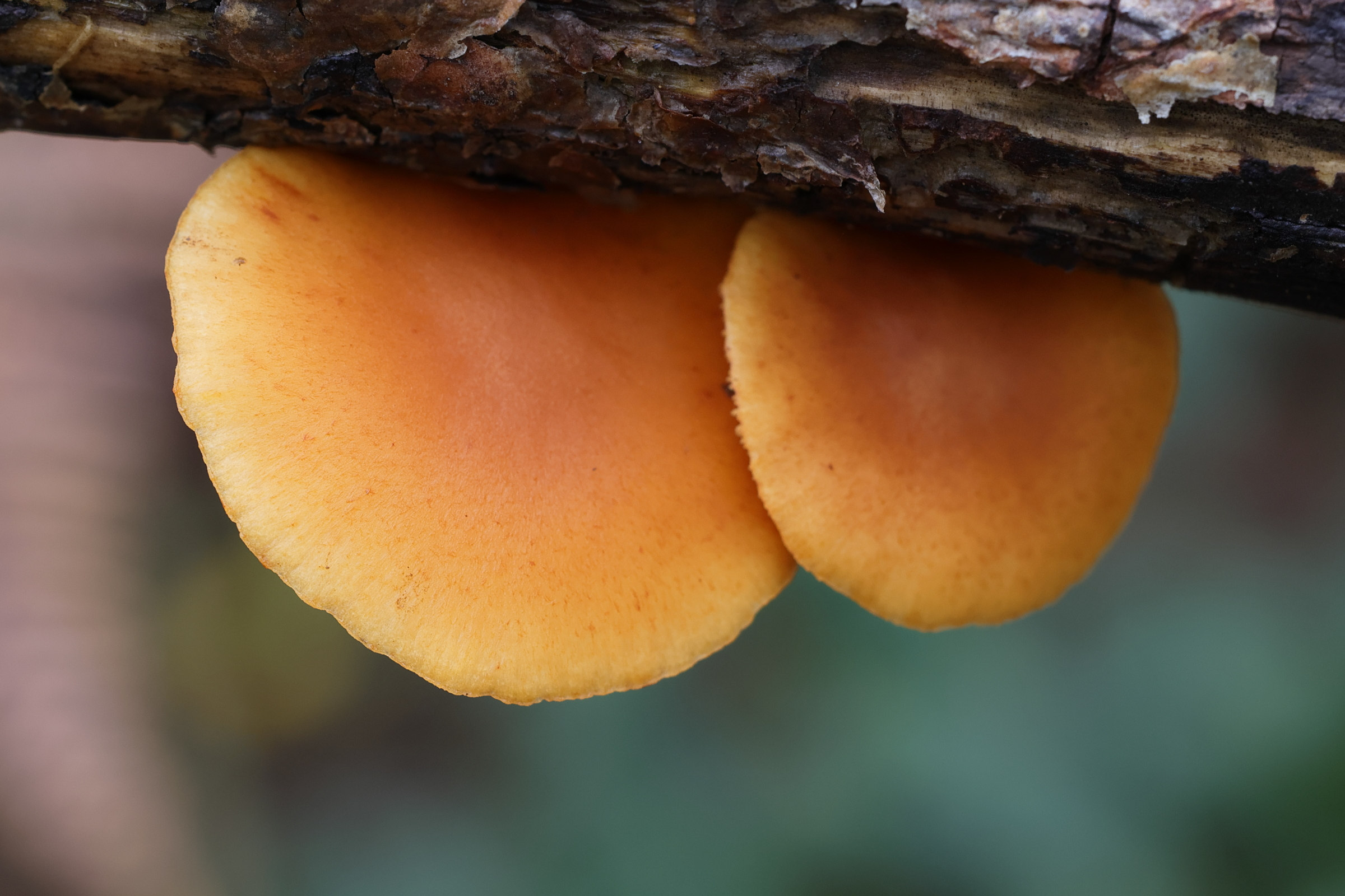 gymnopilus_penetrans3md