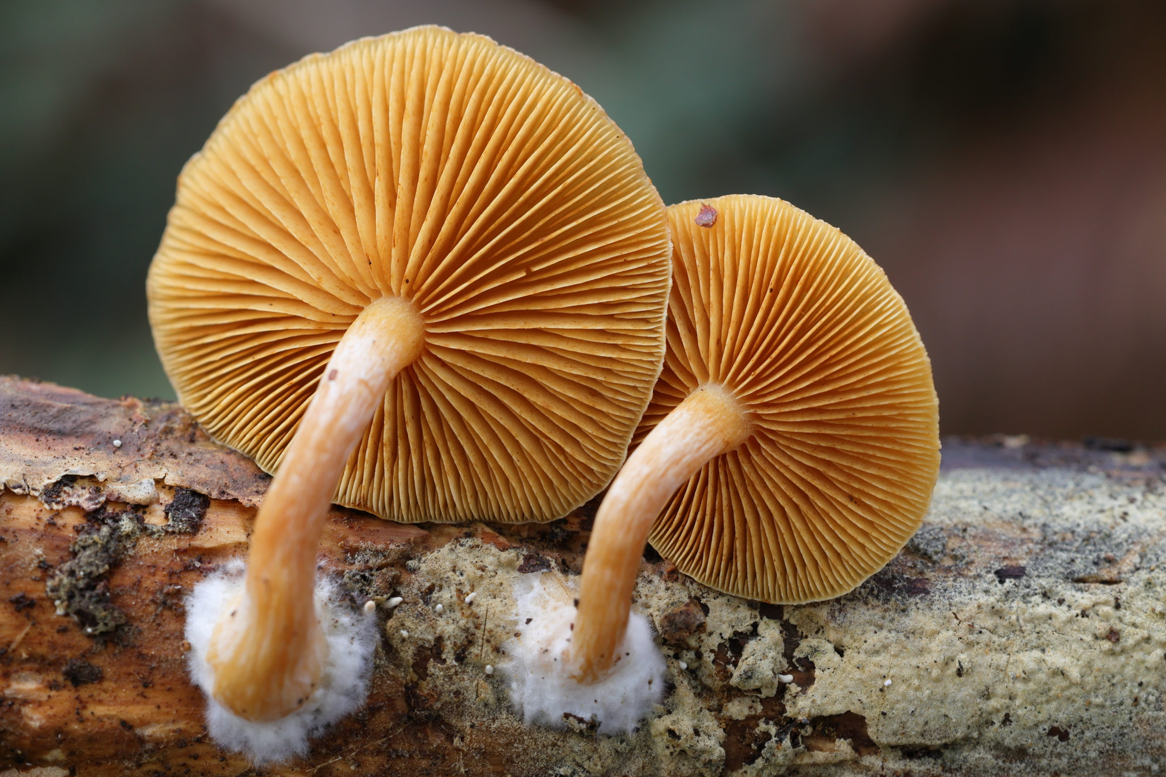 gymnopilus_penetrans4md