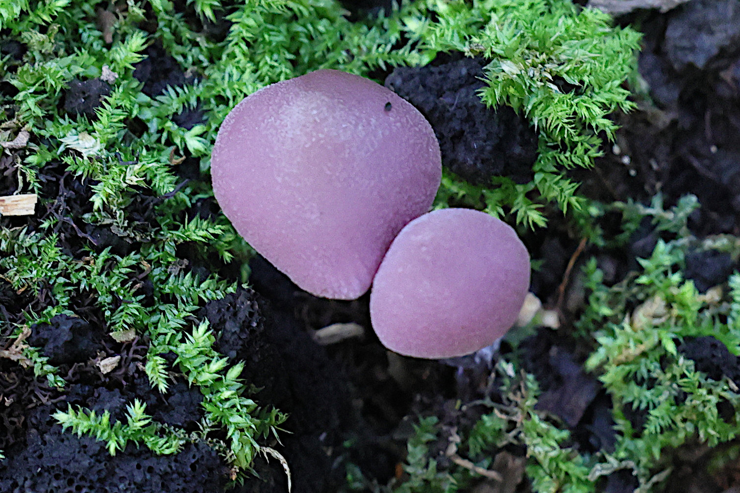 Afficher le média laccaria_amethystina7md laccaria_amethystina7md