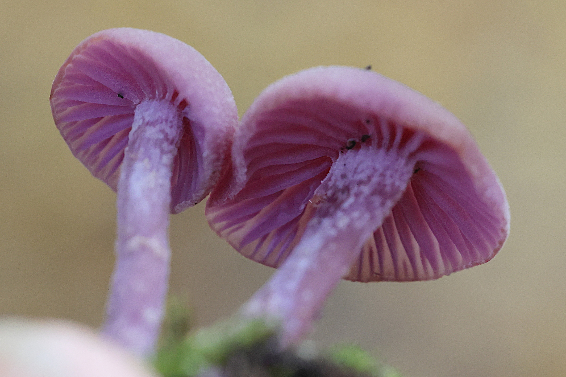 Afficher le média laccaria_amethystina8md laccaria_amethystina8md