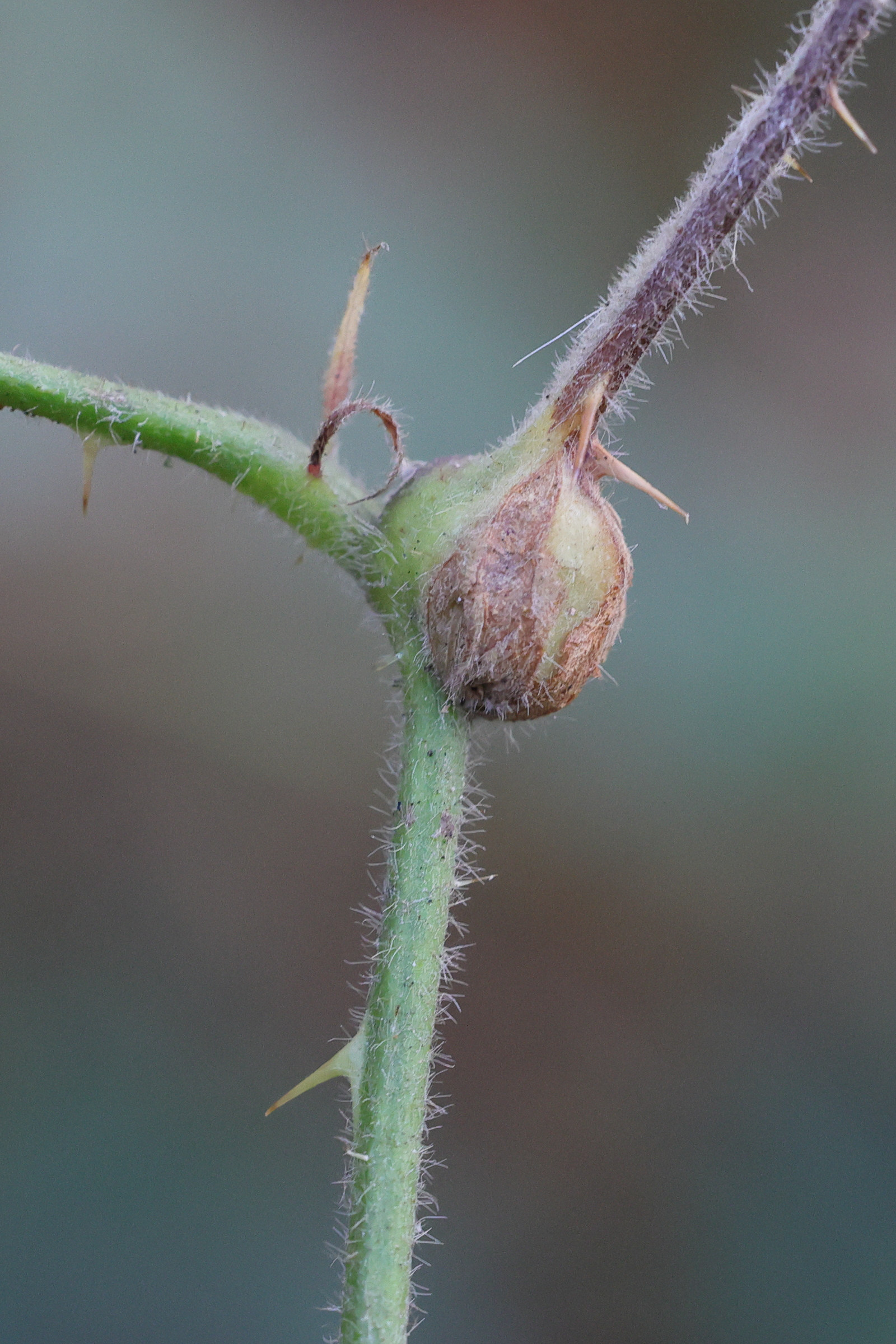 lasioptera_rubi_galle4md