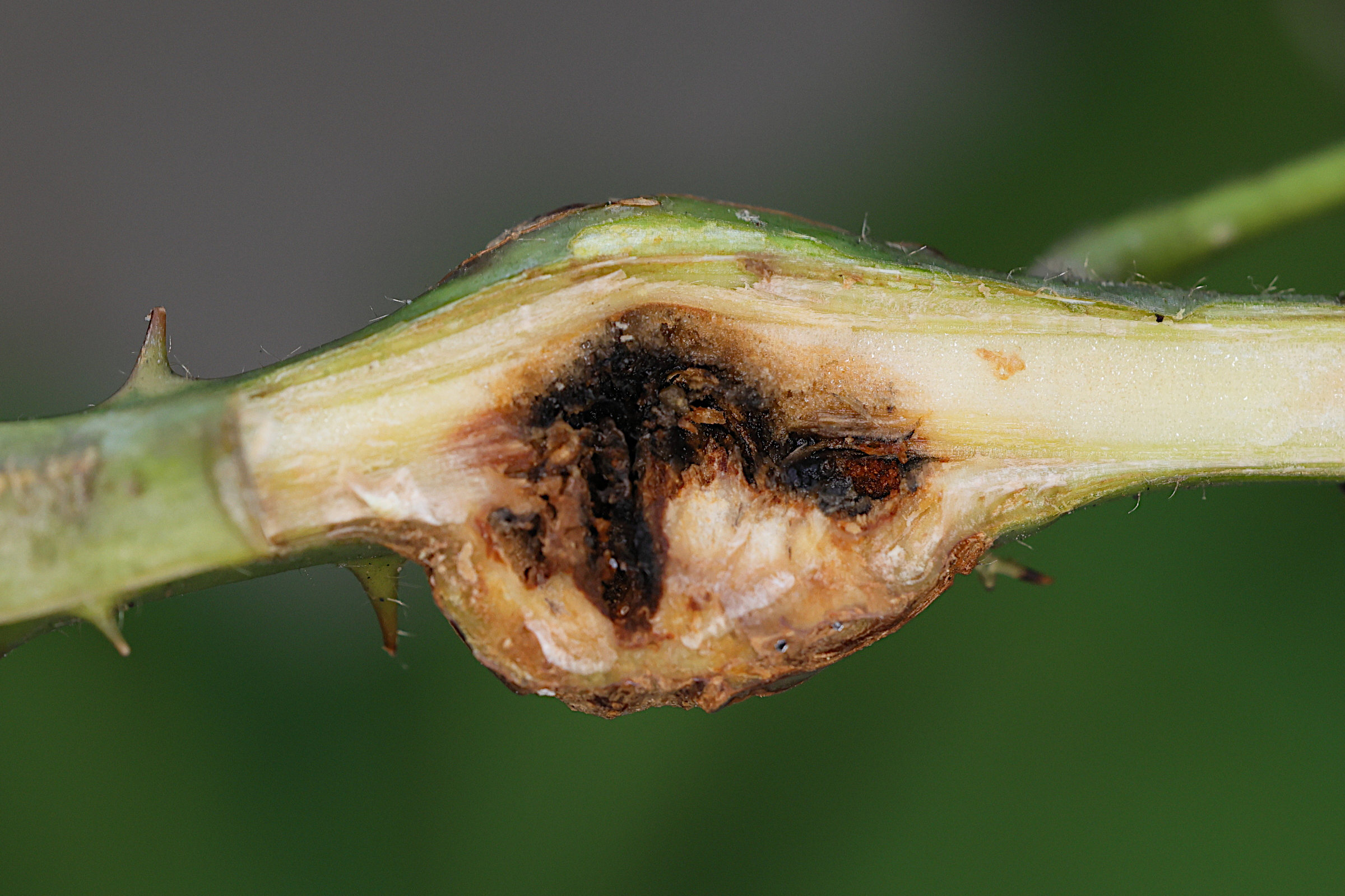 lasioptera_rubi_galle5md