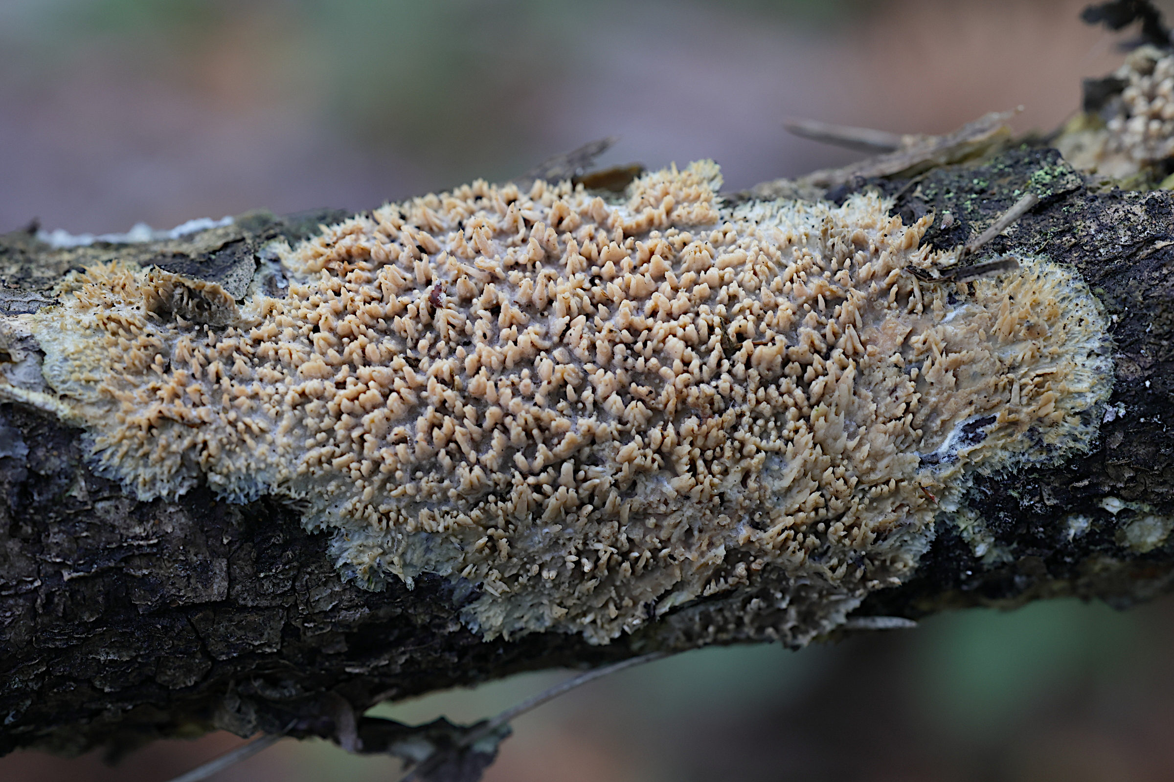 Afficher le média phlebia_radiata5md phlebia_radiata5md