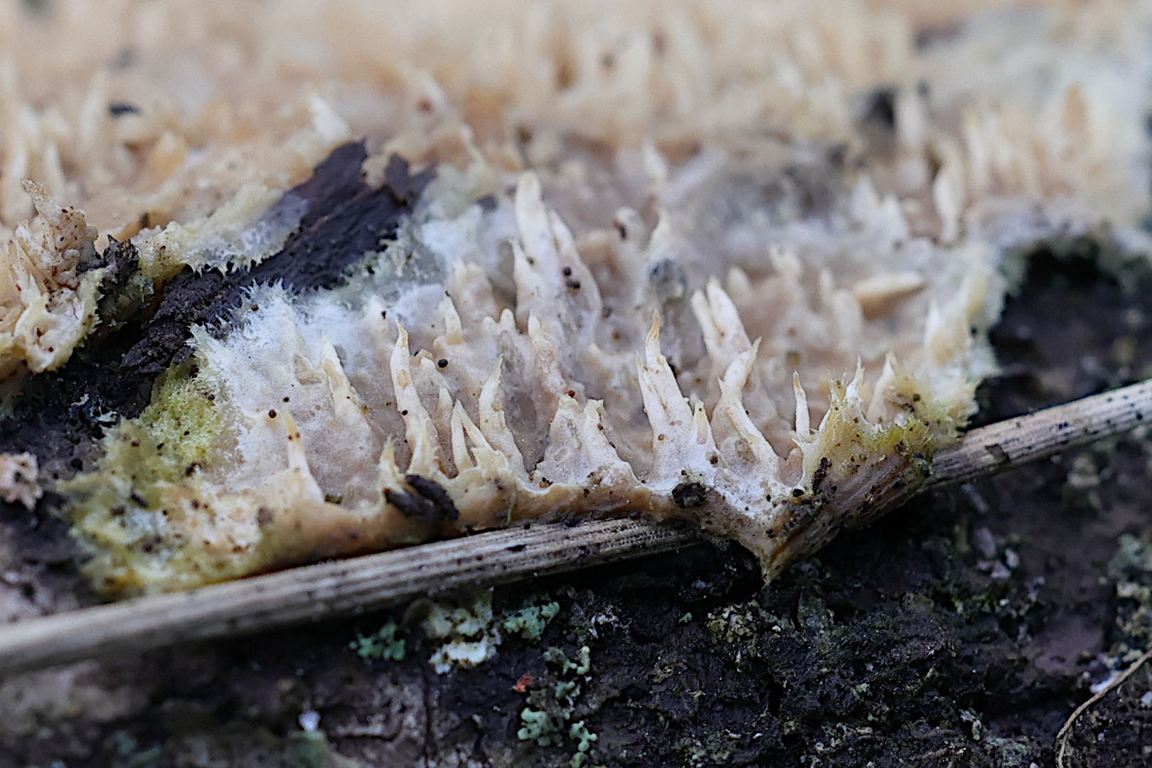 Afficher le média phlebia_radiata6md phlebia_radiata6md