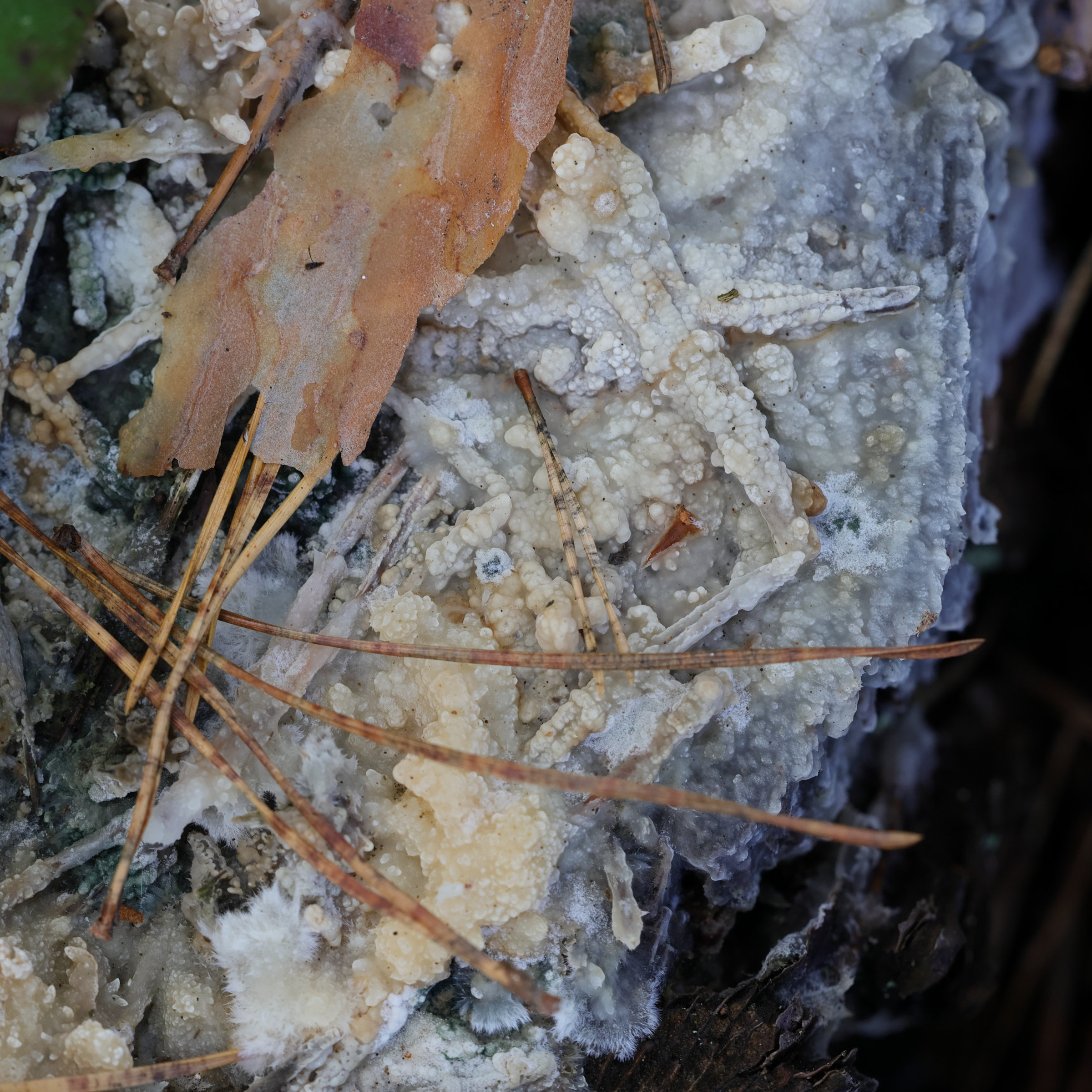 phlebiopsis_gigantea3md