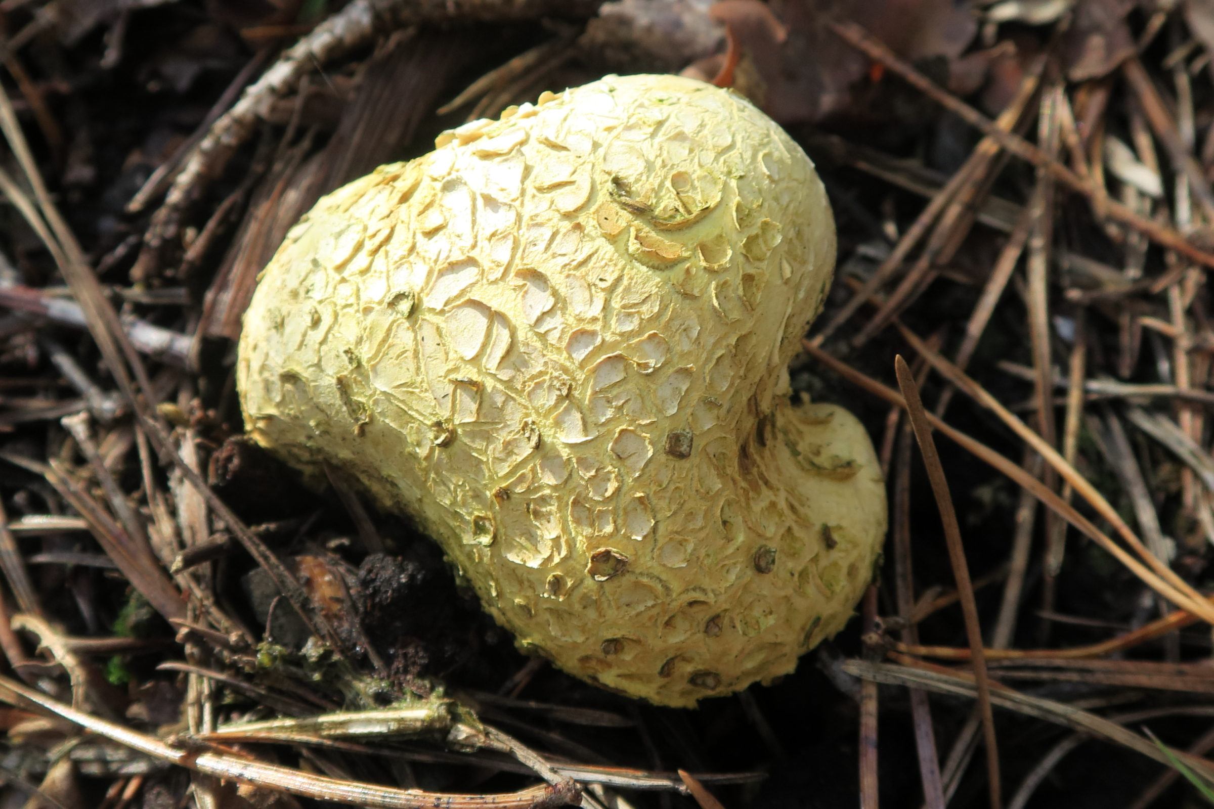 Afficher le média scleroderma_citrinum8bd scleroderma_citrinum8bd