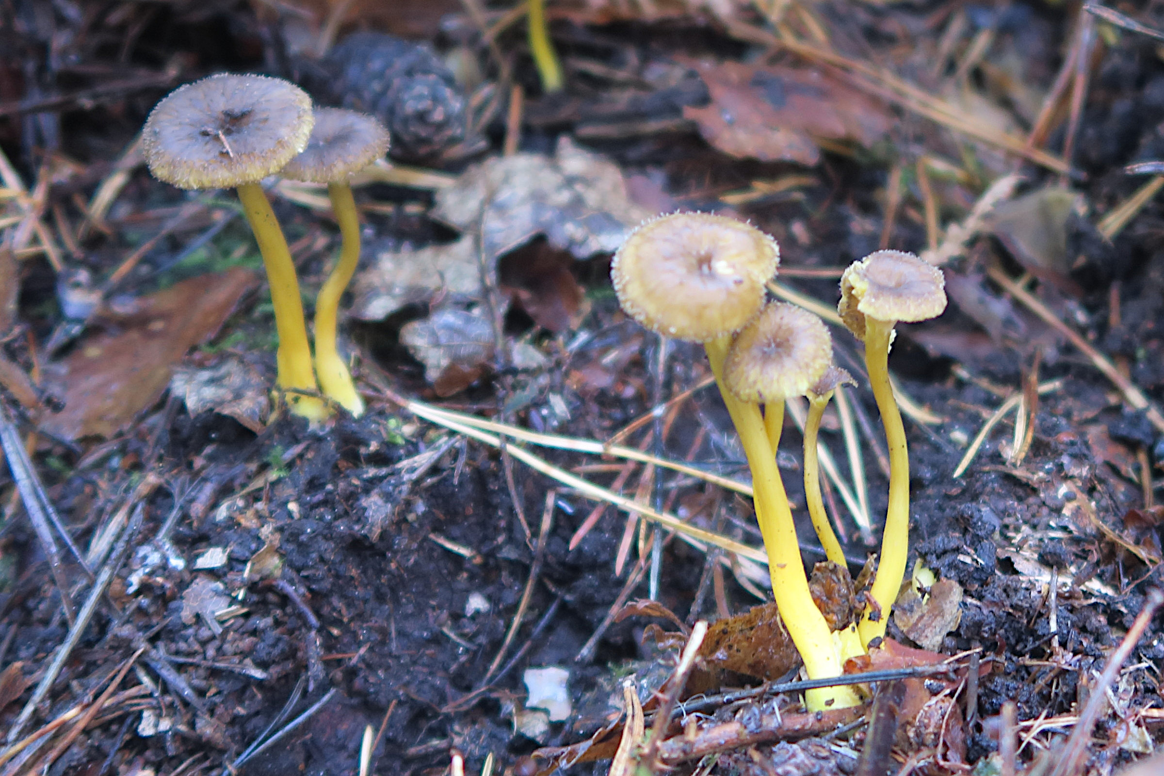 Afficher le média cantharellus_tubaeformis1bd cantharellus_tubaeformis1bd