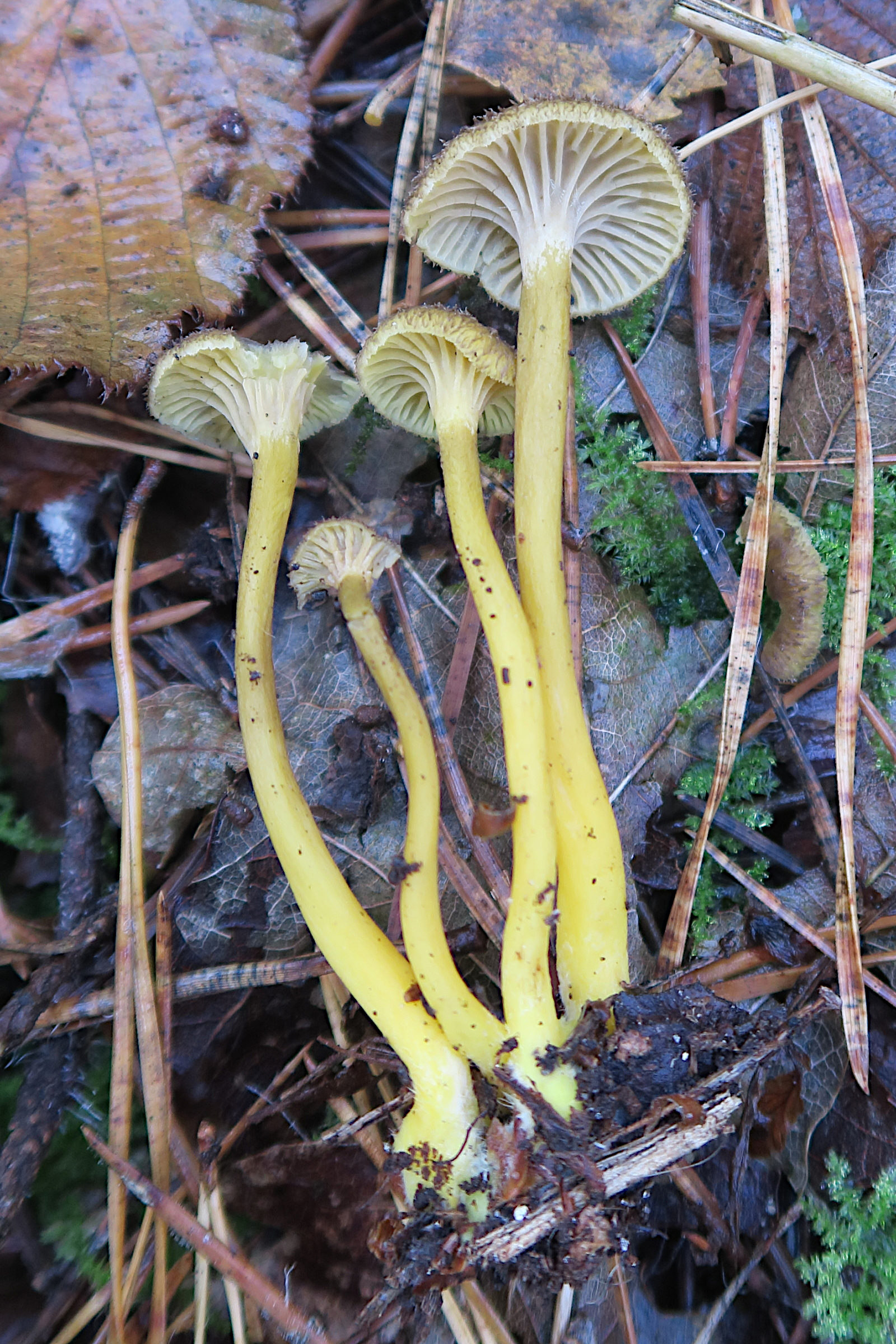 Afficher le média cantharellus_tubaeformis2bd cantharellus_tubaeformis2bd