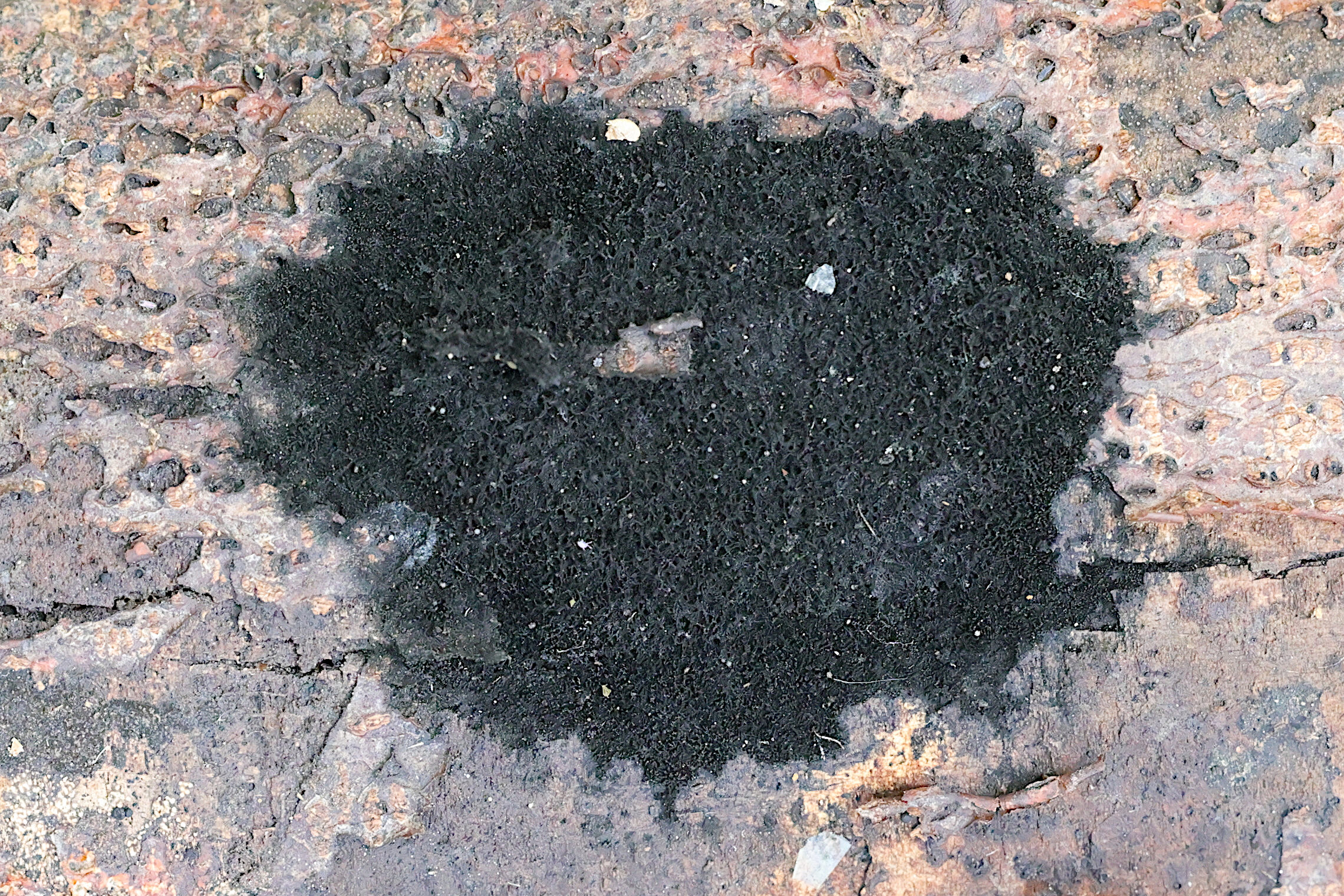 chaetosphaerella_phaeostroma1md