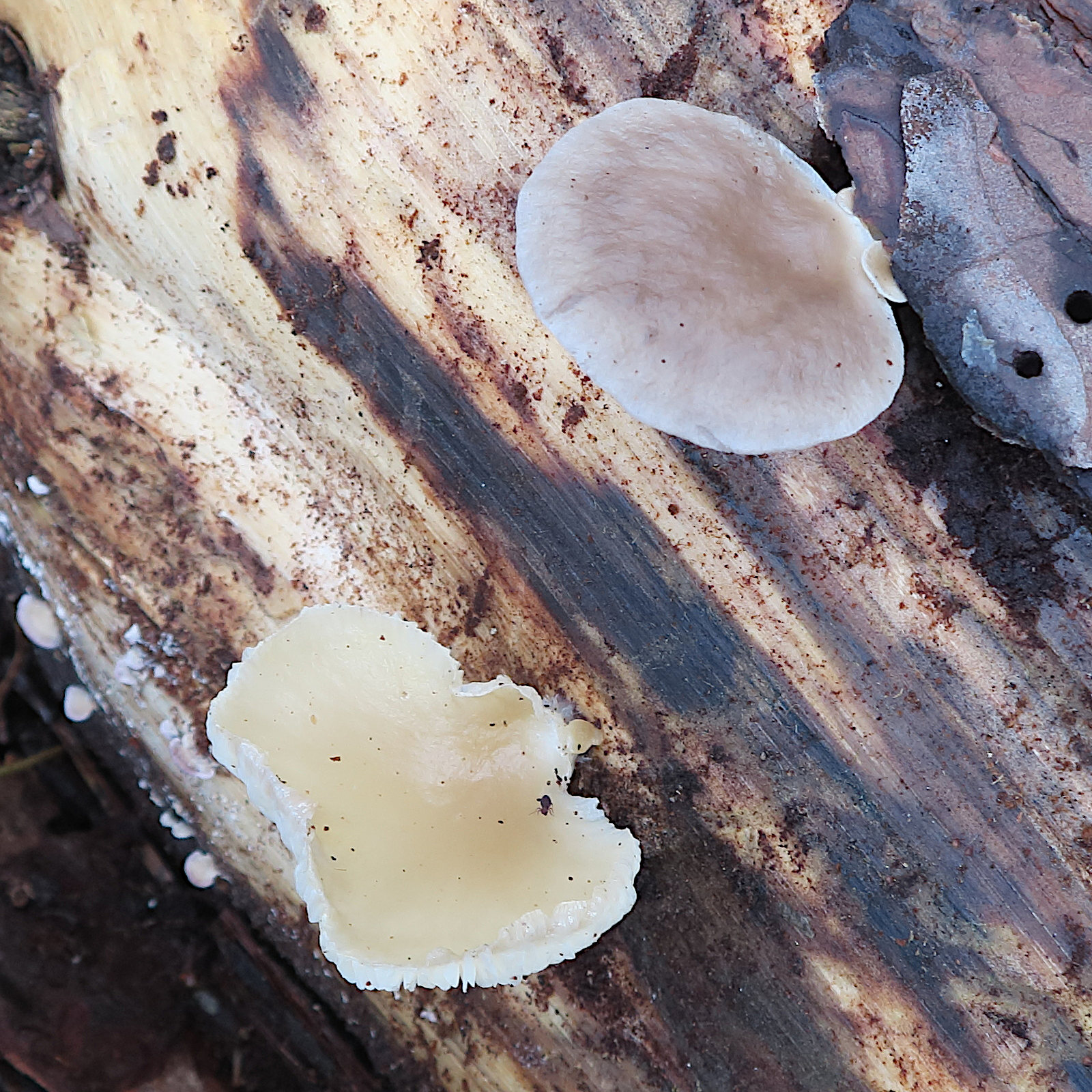 Afficher le média crepidotus_mollis1bd crepidotus_mollis1bd