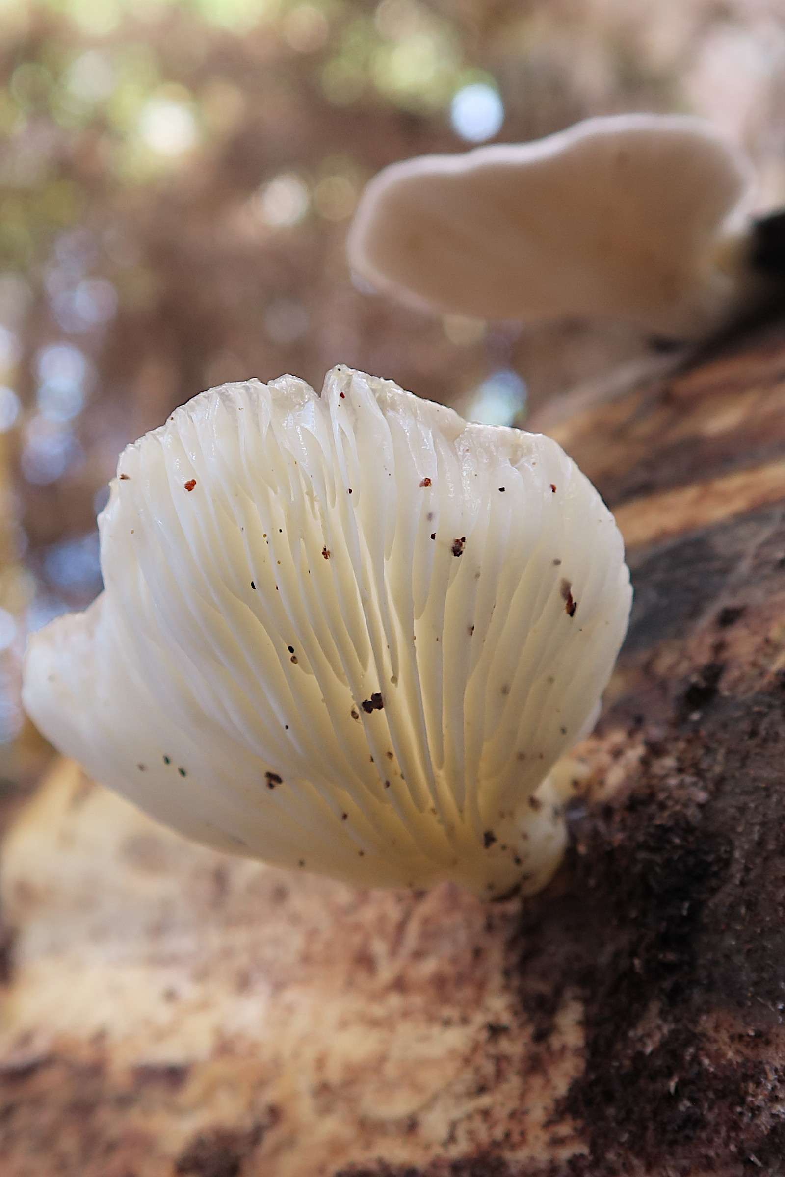 Afficher le média crepidotus_mollis2bd crepidotus_mollis2bd