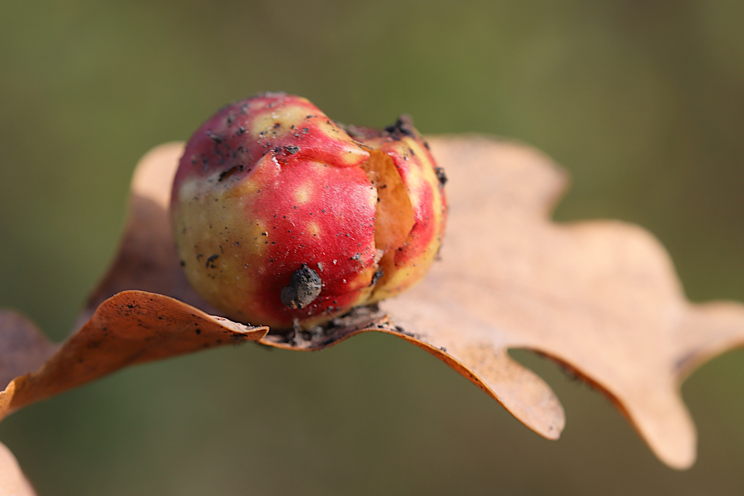 Afficher le média cynips_quercusfolii_galle2md cynips_quercusfolii_galle2md