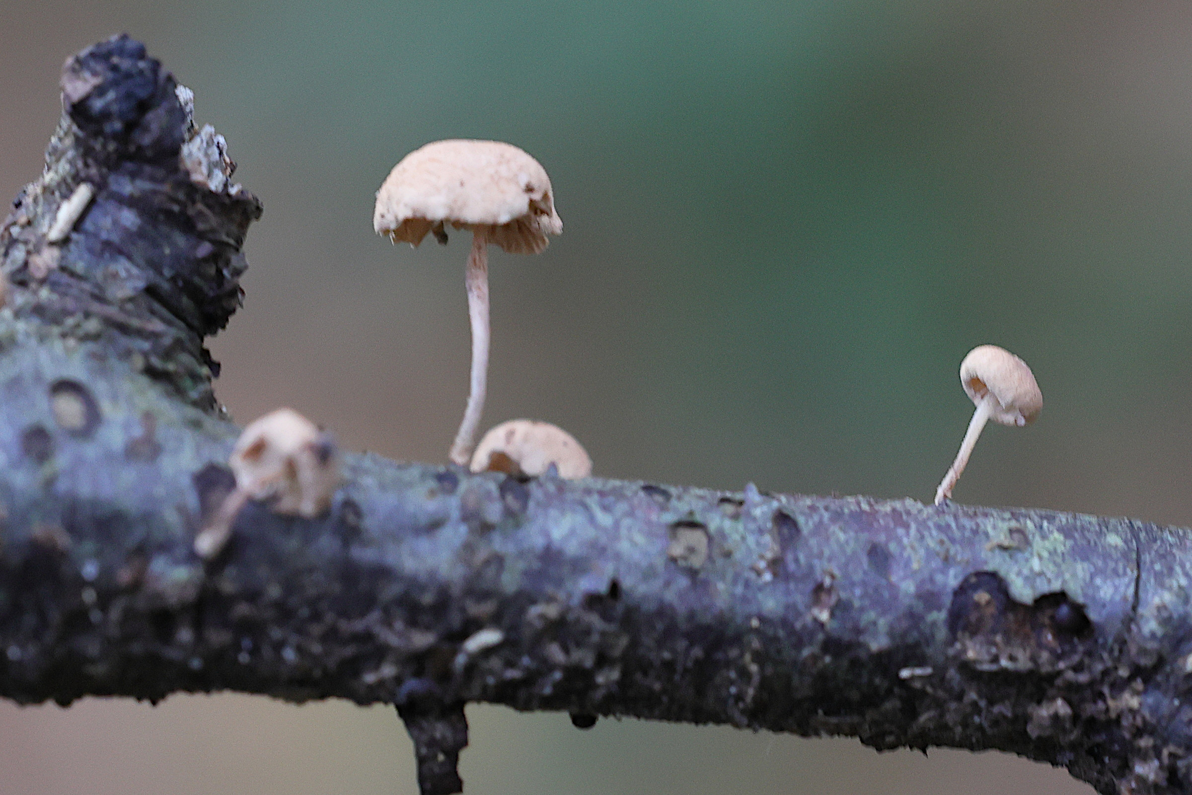 Afficher le média marasmiellus_ramealis1md marasmiellus_ramealis1md