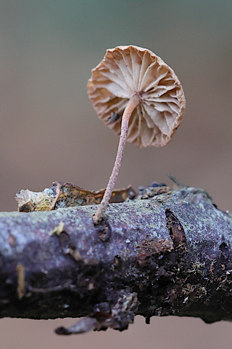 Afficher le média marasmiellus_ramealis2md marasmiellus_ramealis2md