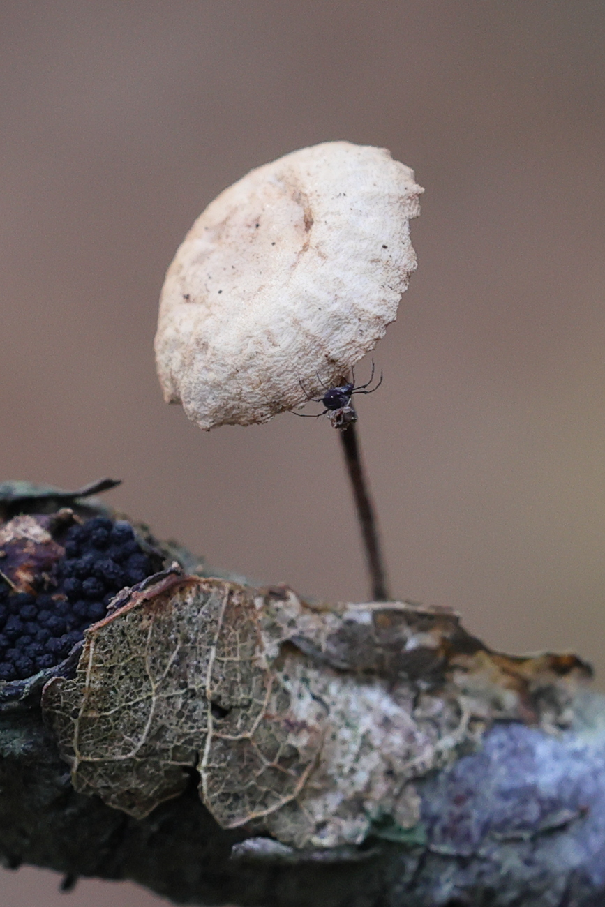 Afficher le média marasmiellus_ramealis3md marasmiellus_ramealis3md