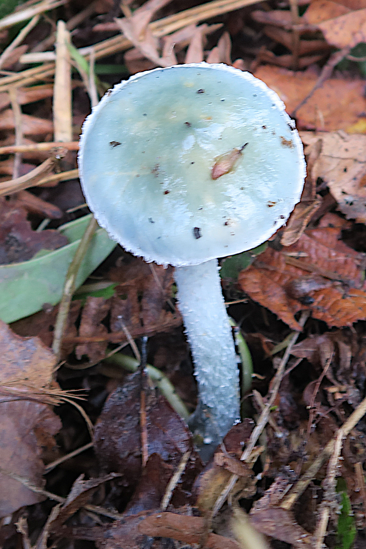 stropharia_caerulea1bd