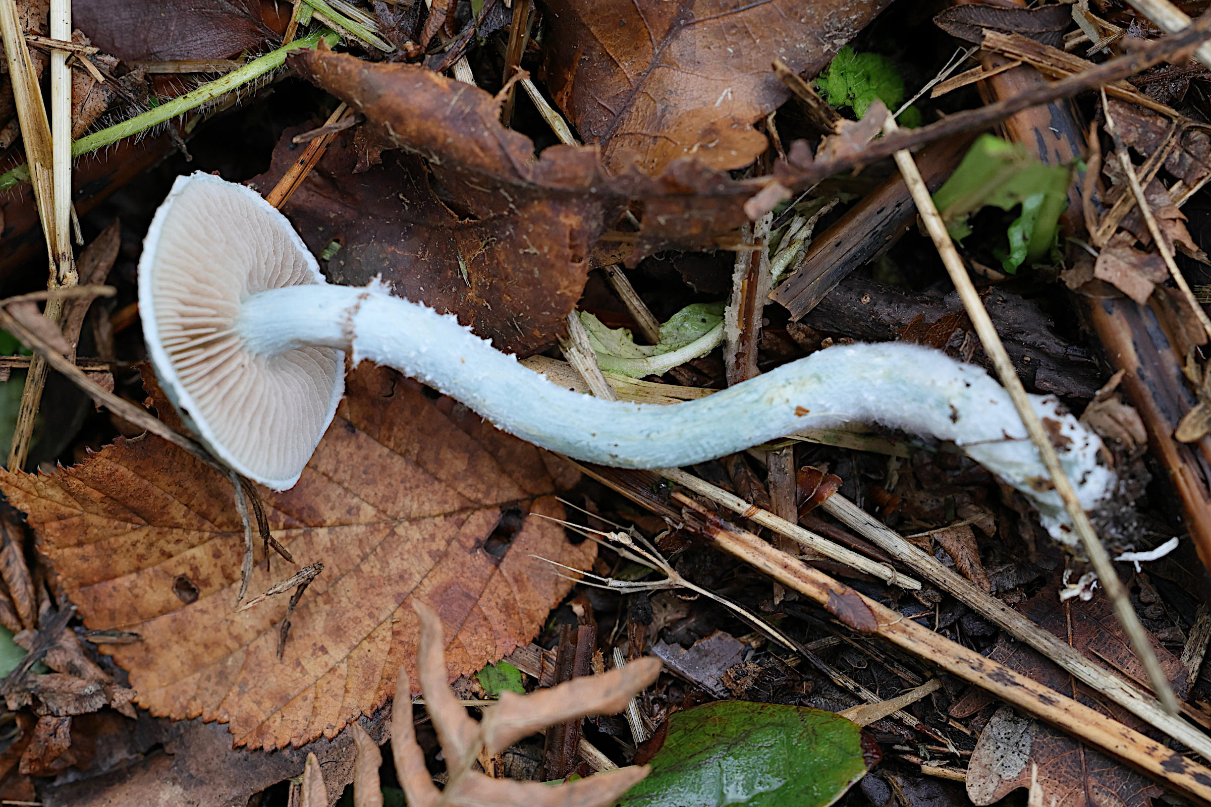 stropharia_caerulea2md