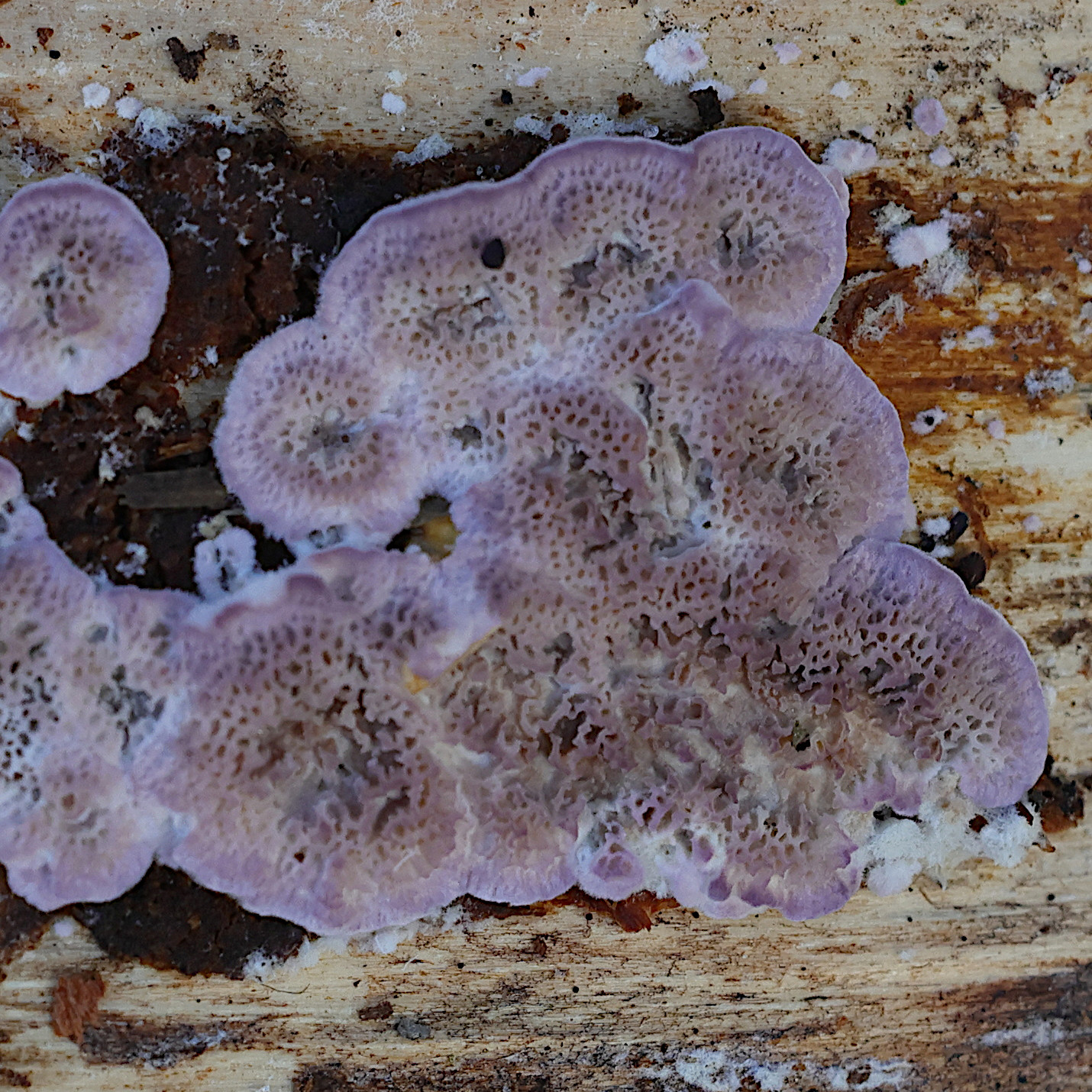 trichaptum_abietinum1md