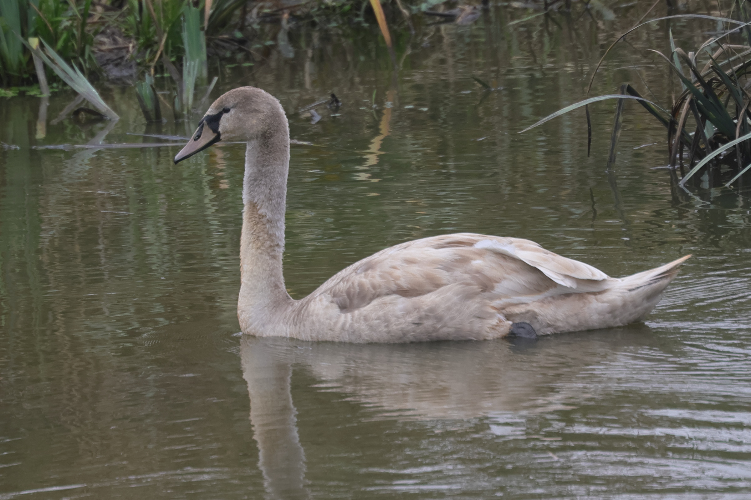 cygne_tubercule_-_cygnus_olor15md