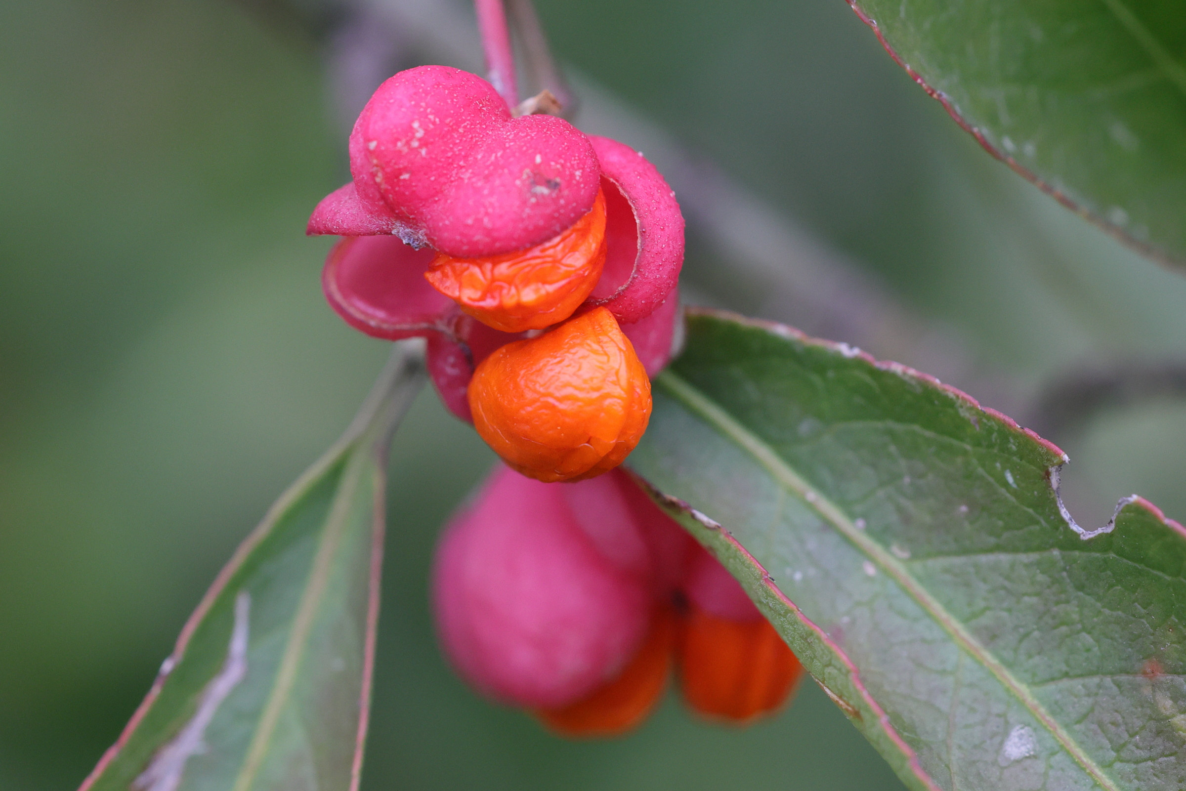euonymus_europaeus7md