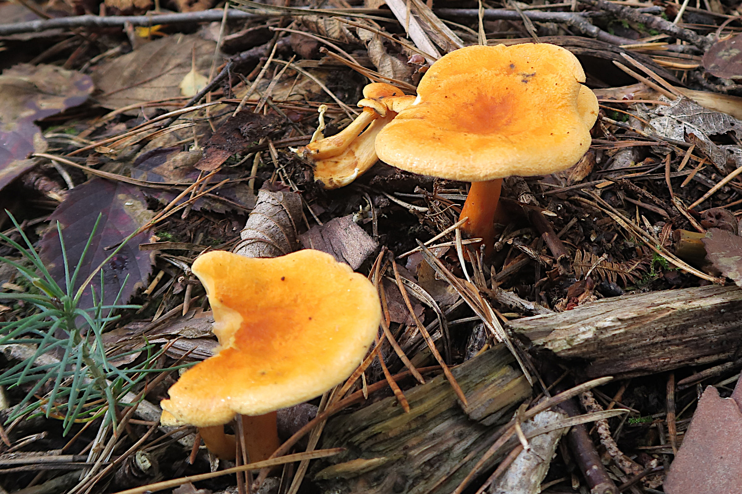 Afficher le média hygrophoropsis_aurantiaca1bd hygrophoropsis_aurantiaca1bd