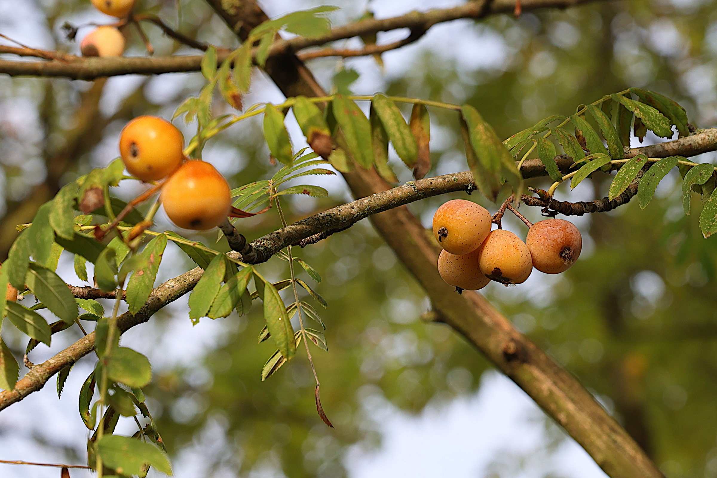 sorbus_domestica_9md