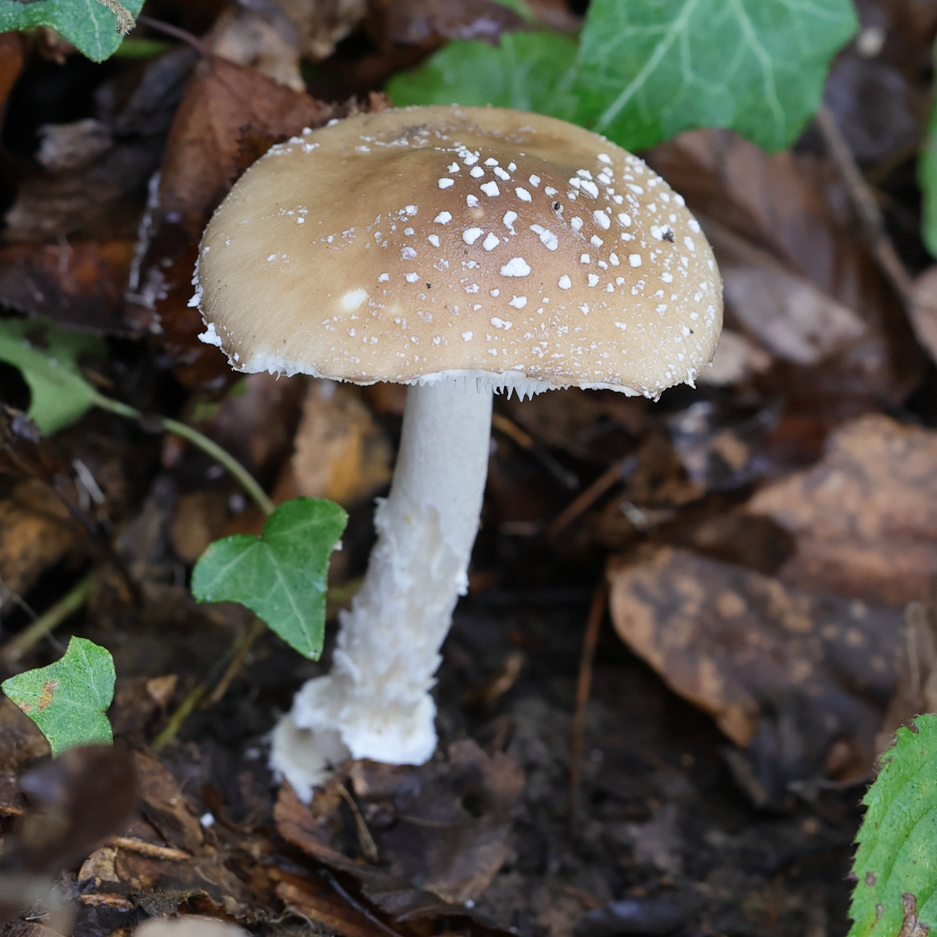 amanita_pantherina3md
