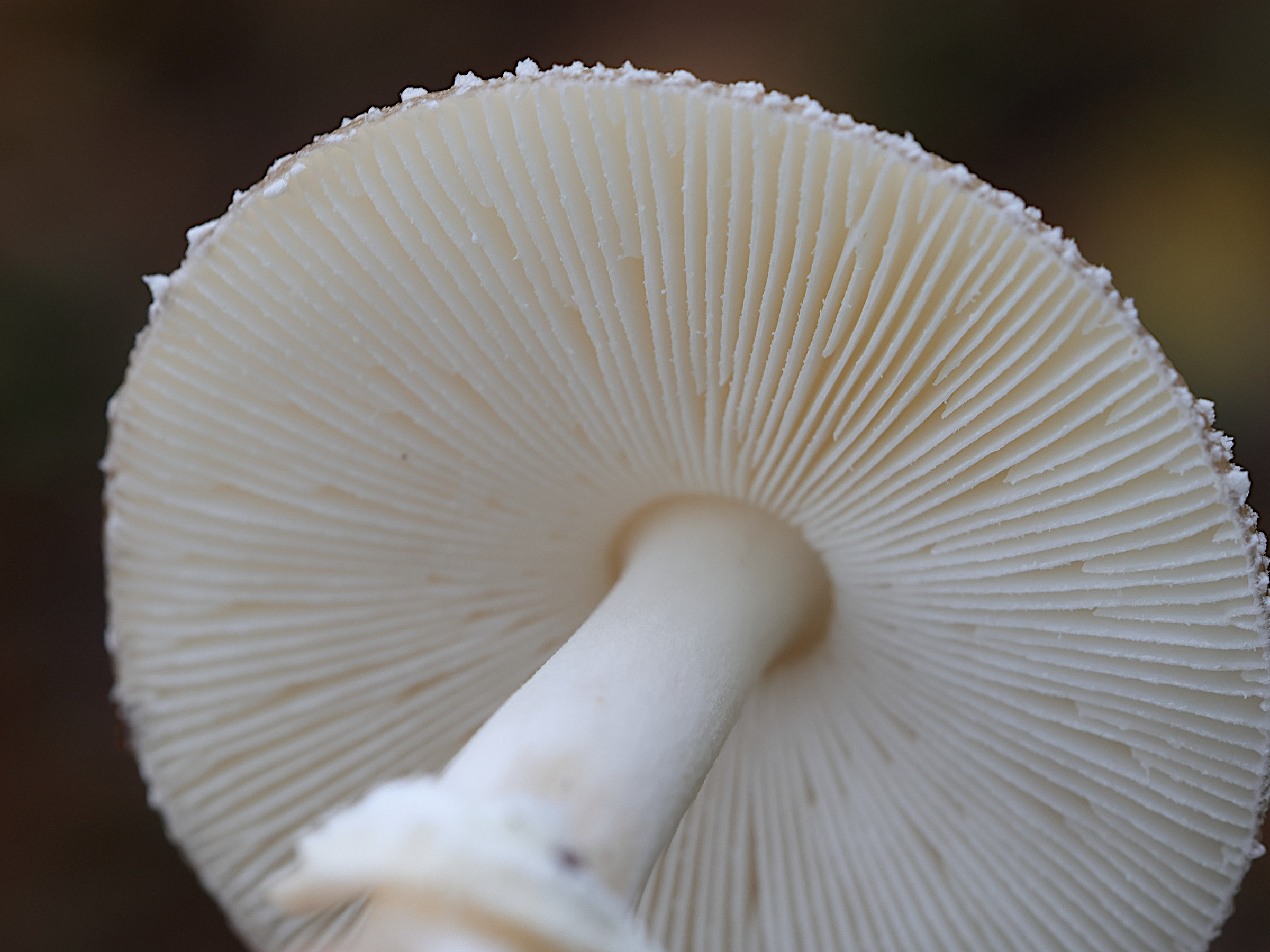 amanita_pantherina4md