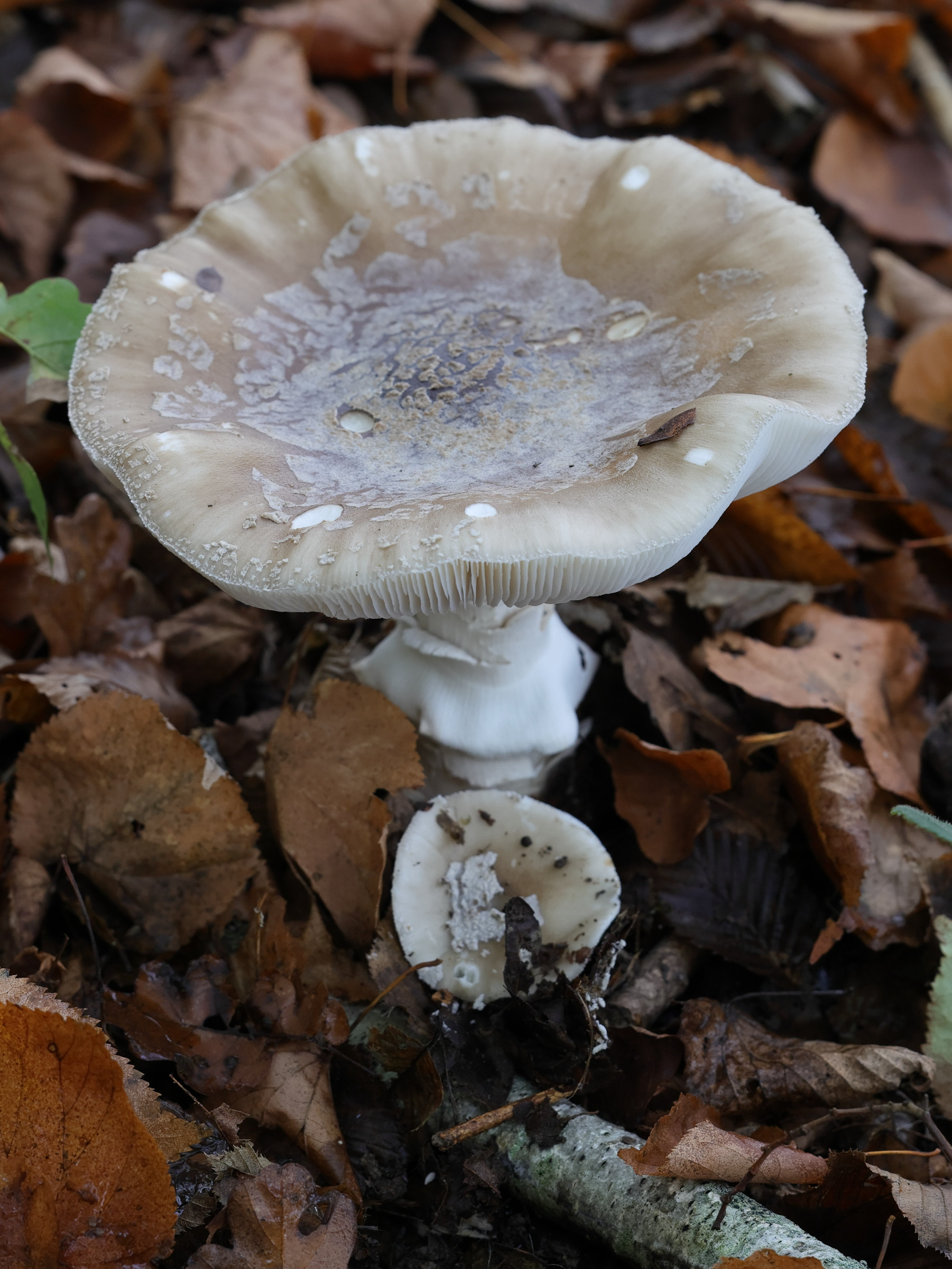 amanita_pantherina5md
