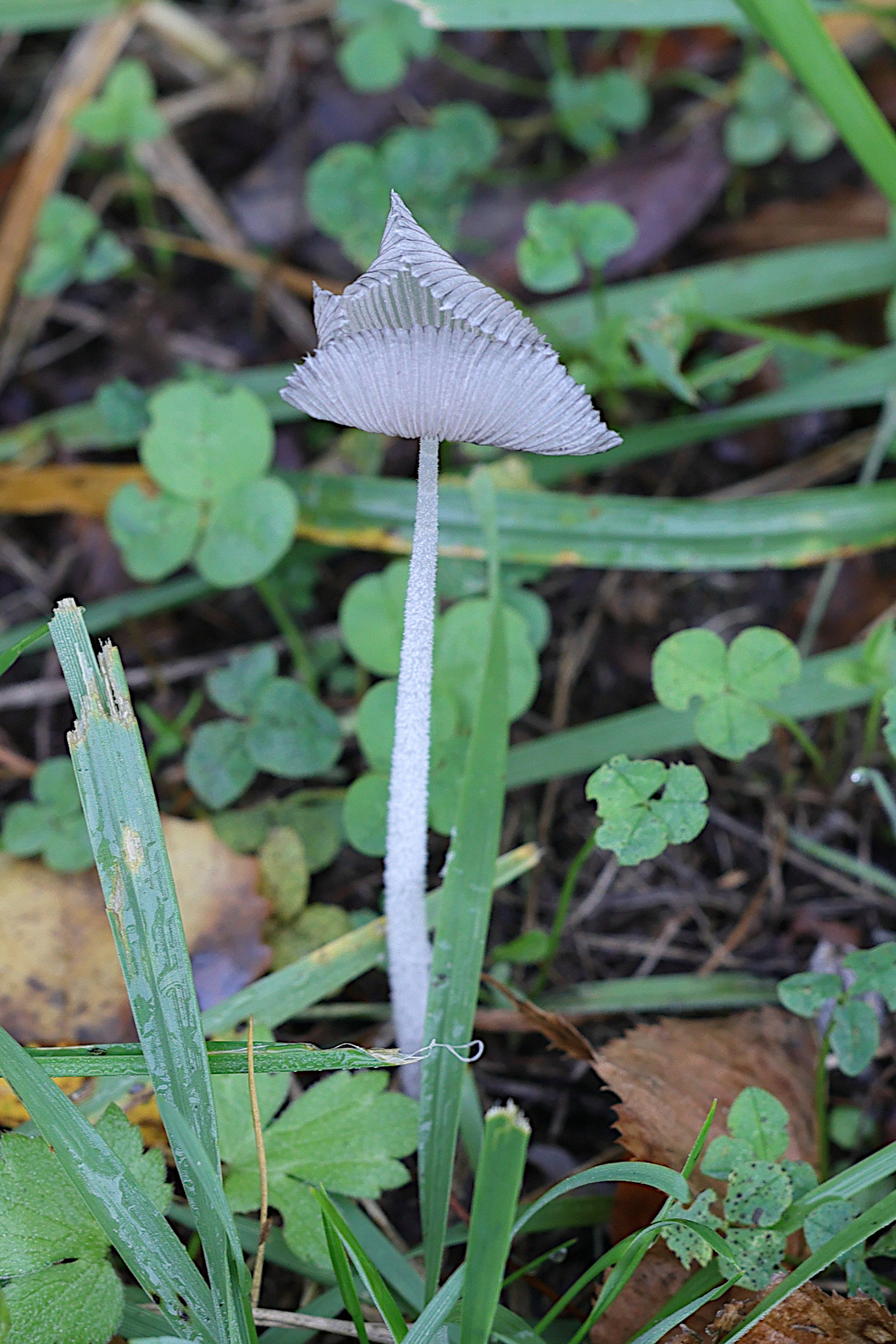 Afficher le média coprinopsis_lagopus9md coprinopsis_lagopus9md