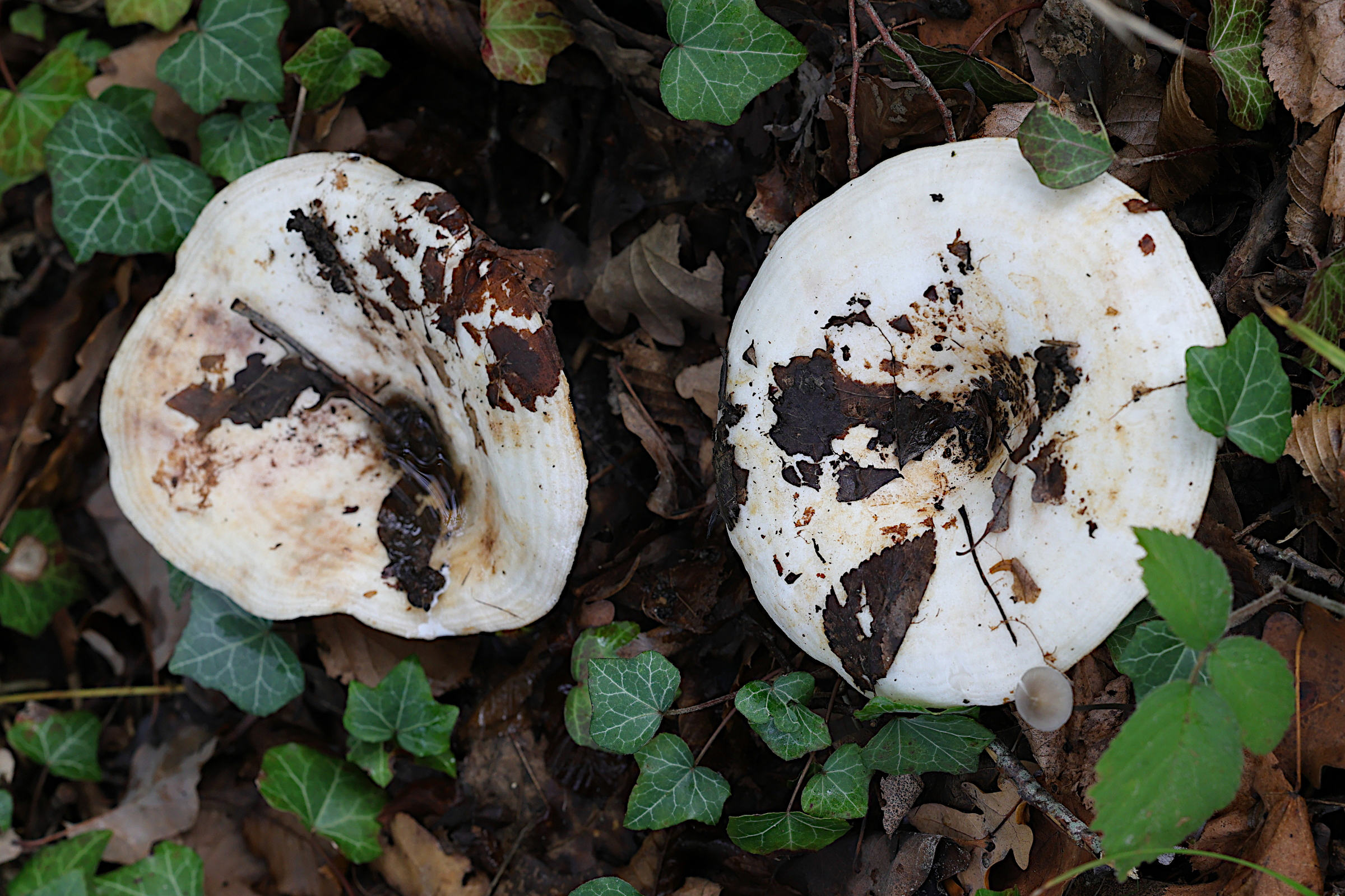 lactarius_contreversus3md