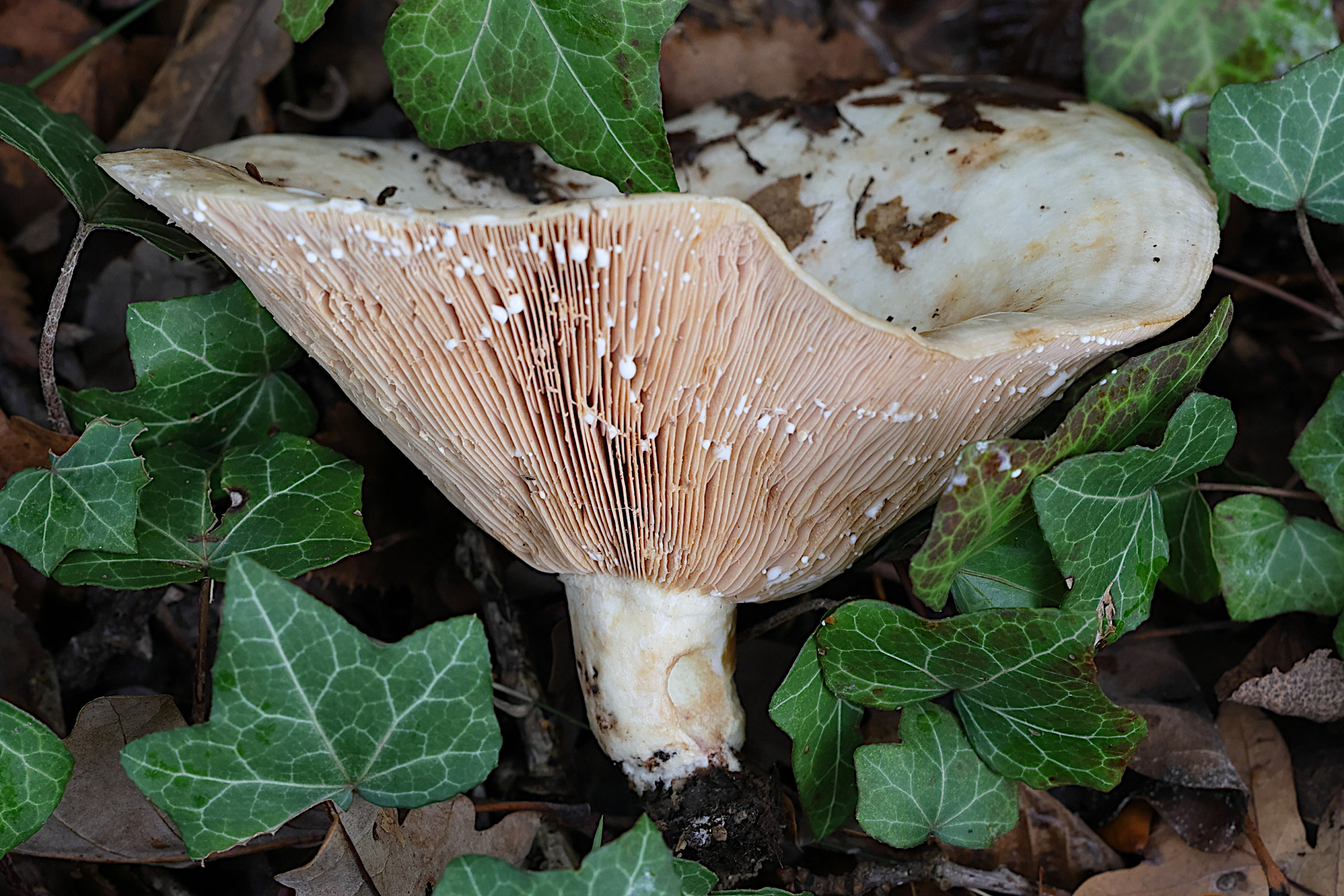 lactarius_contreversus4md