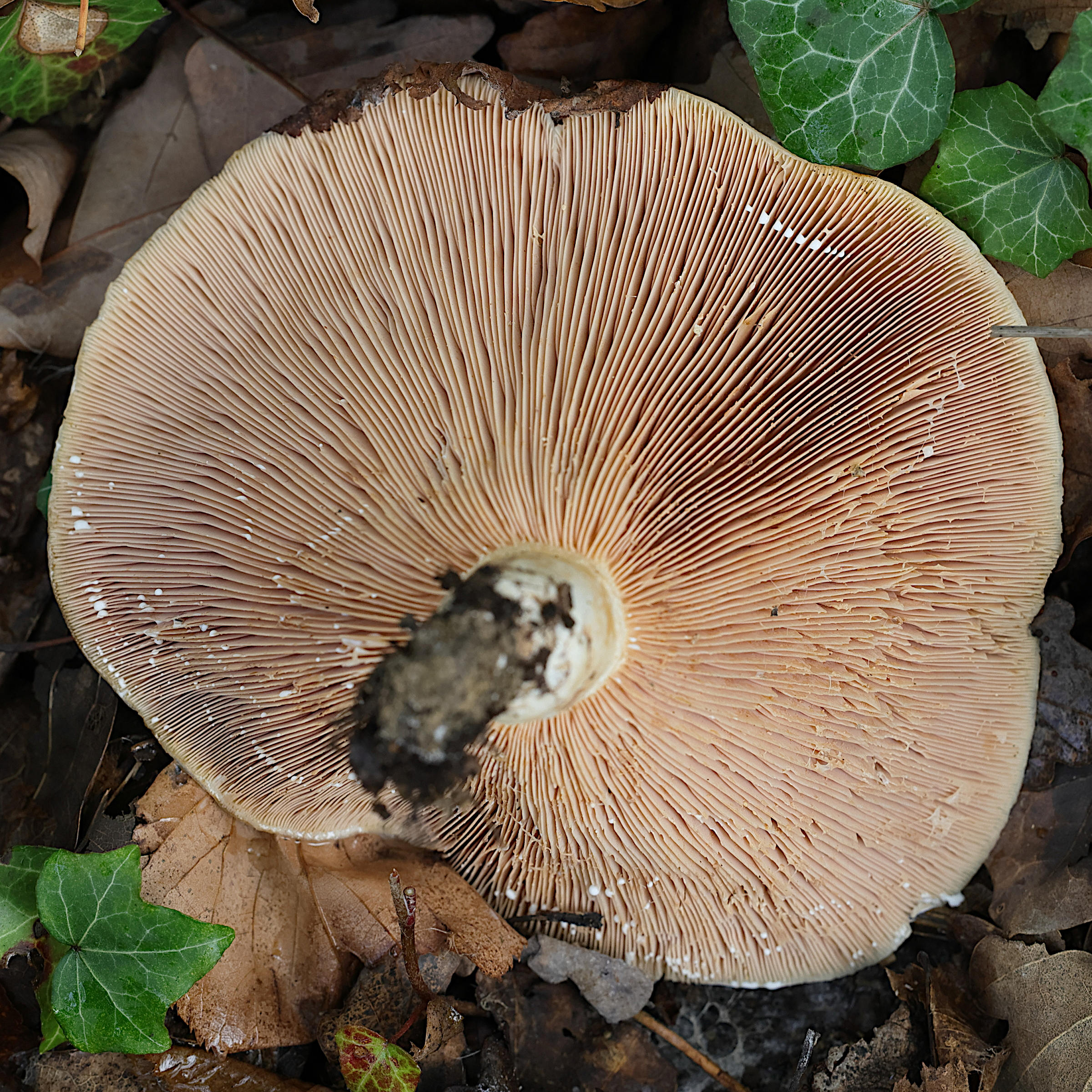 lactarius_contreversus5md